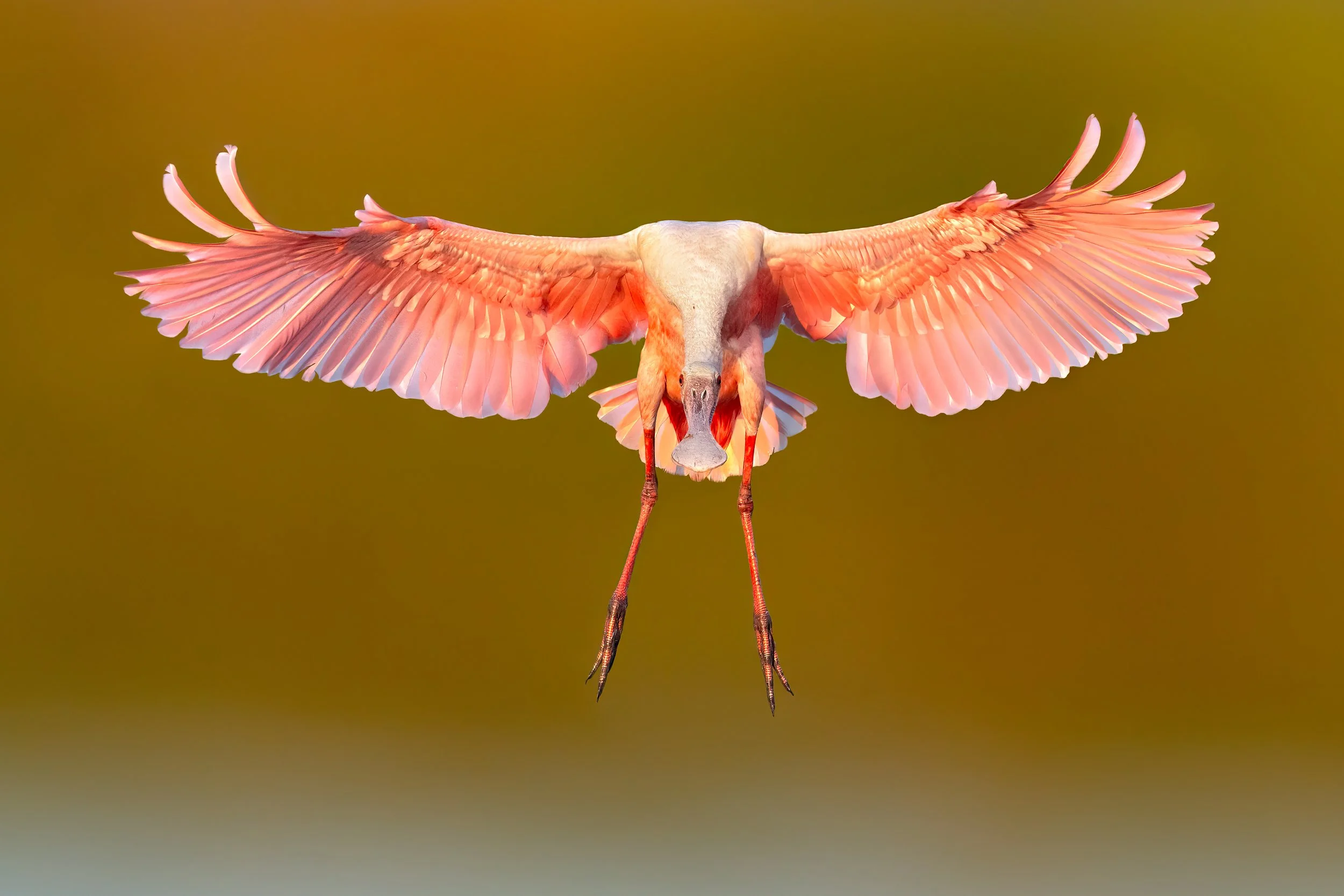Roseate Spoonbill