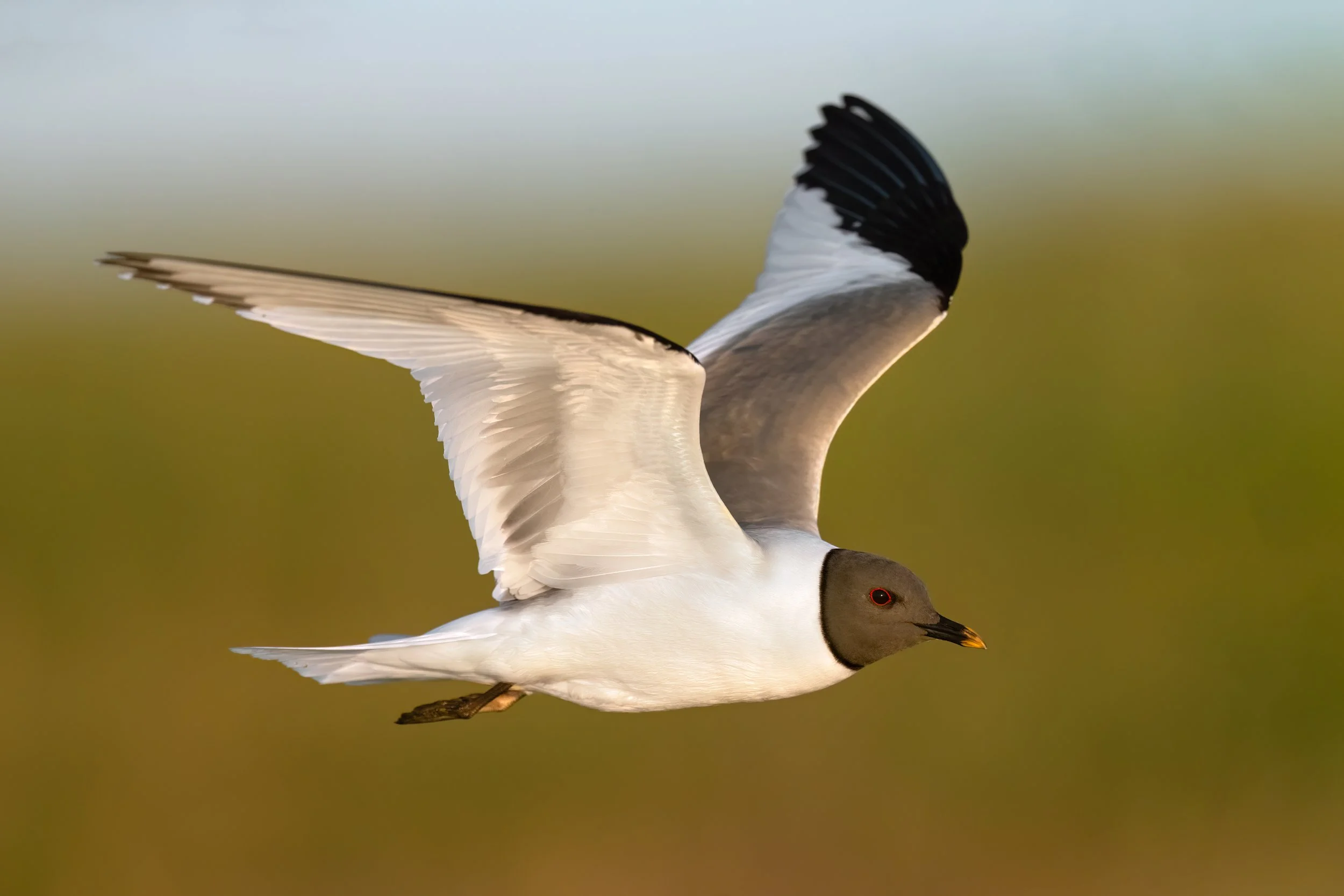 Sabine's Gull