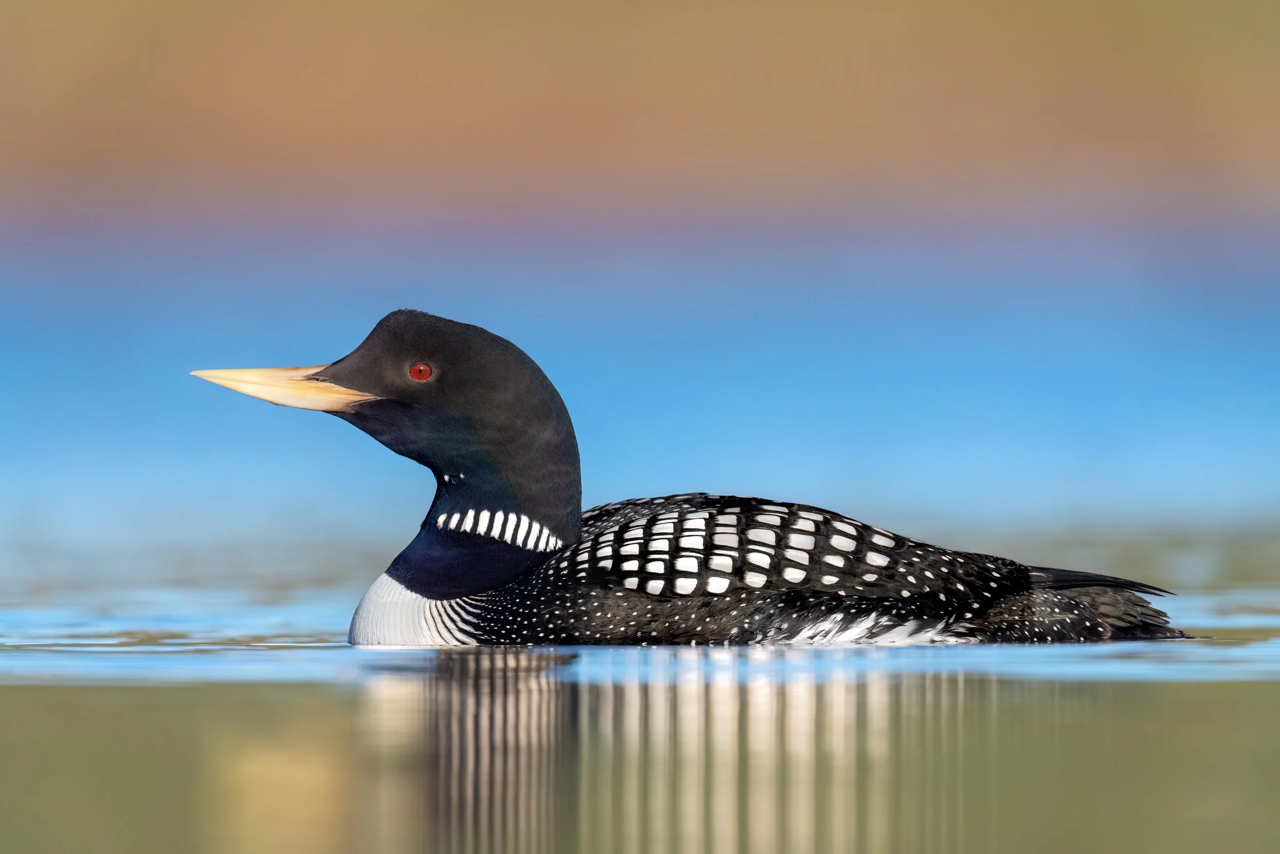 Yellow-billed Loon