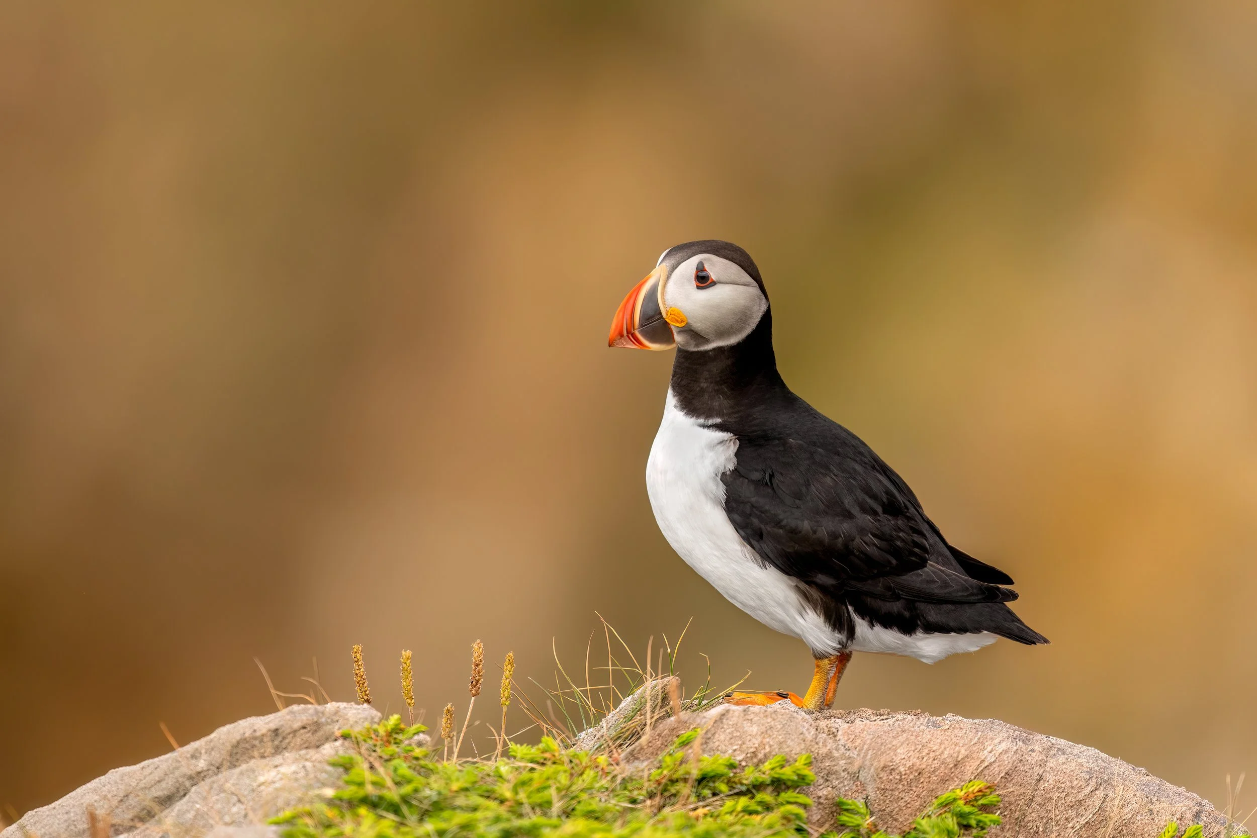 Atlantic-Puffin-on-rock-facing-left.jpg