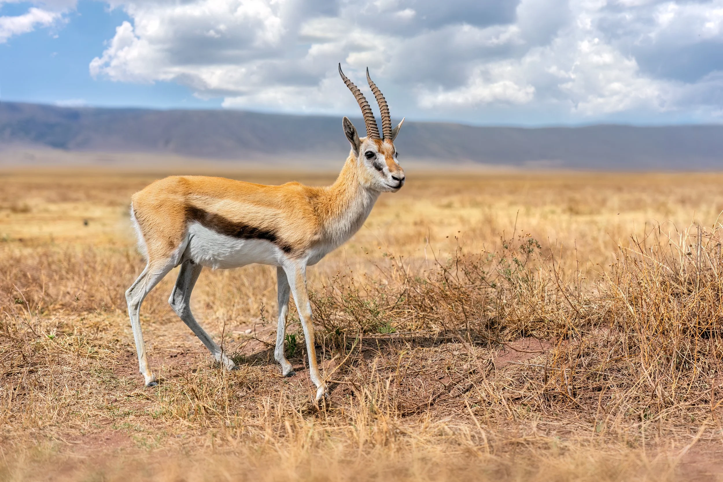 Thomson's Gazelle