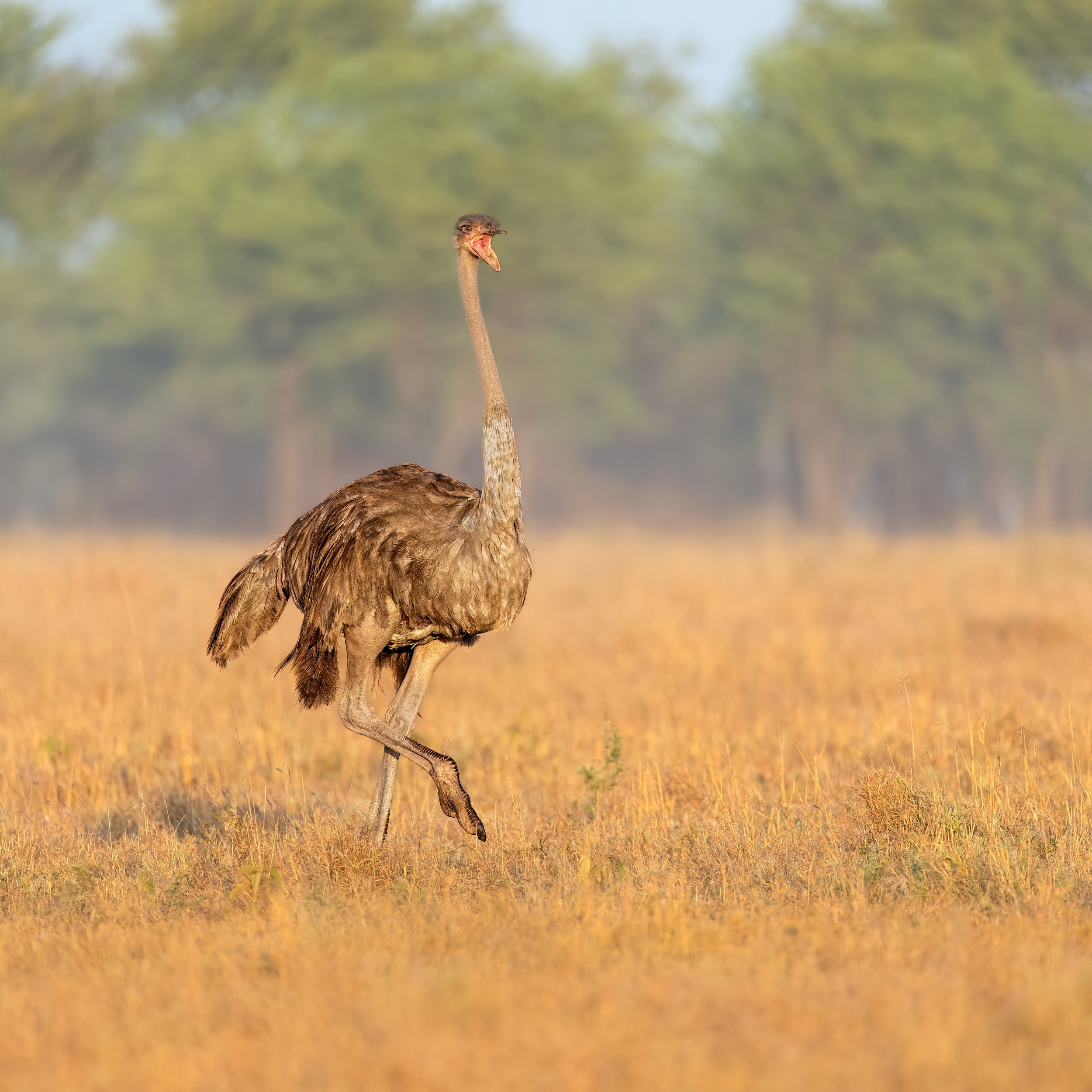 Common Ostrich