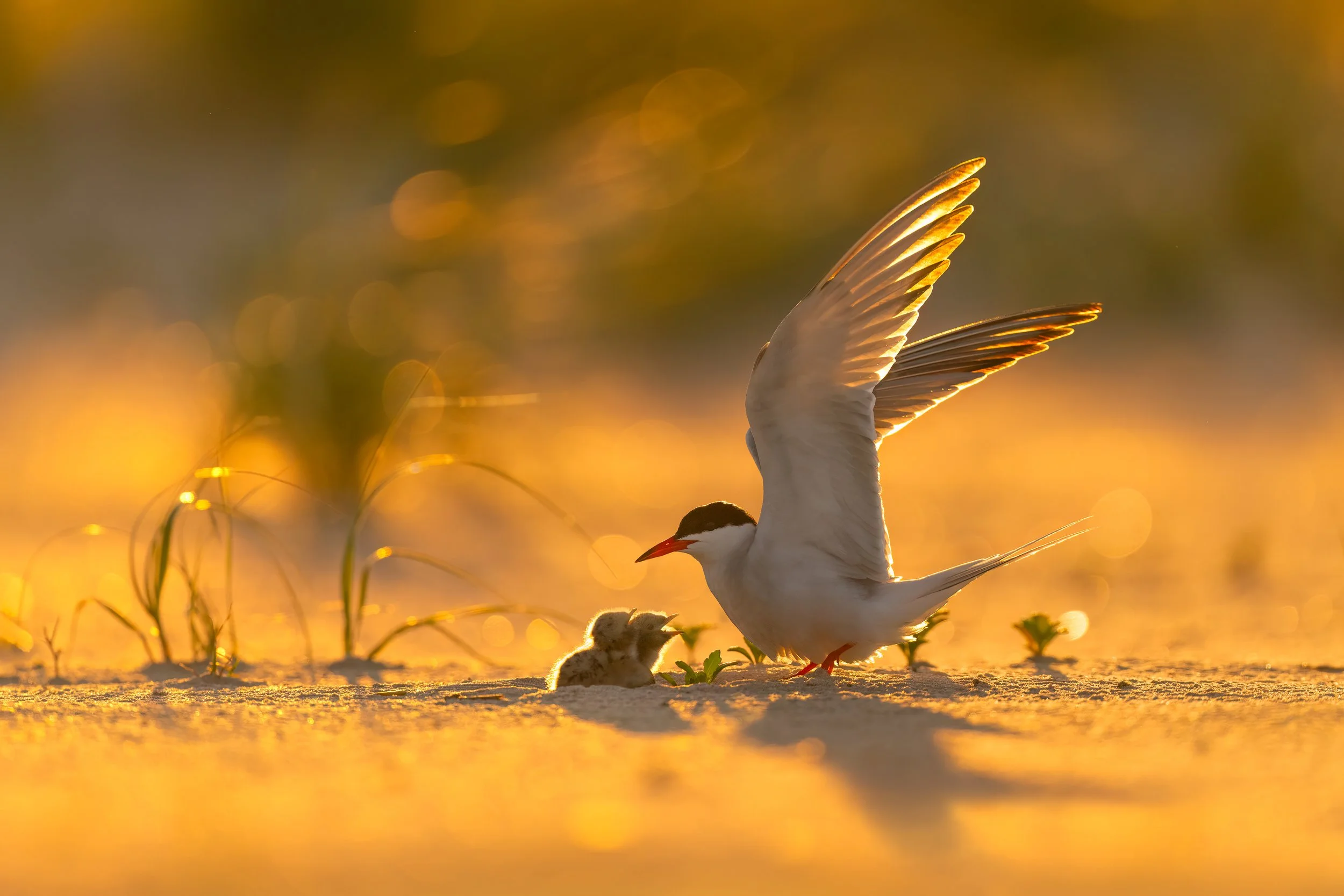 Common Tern