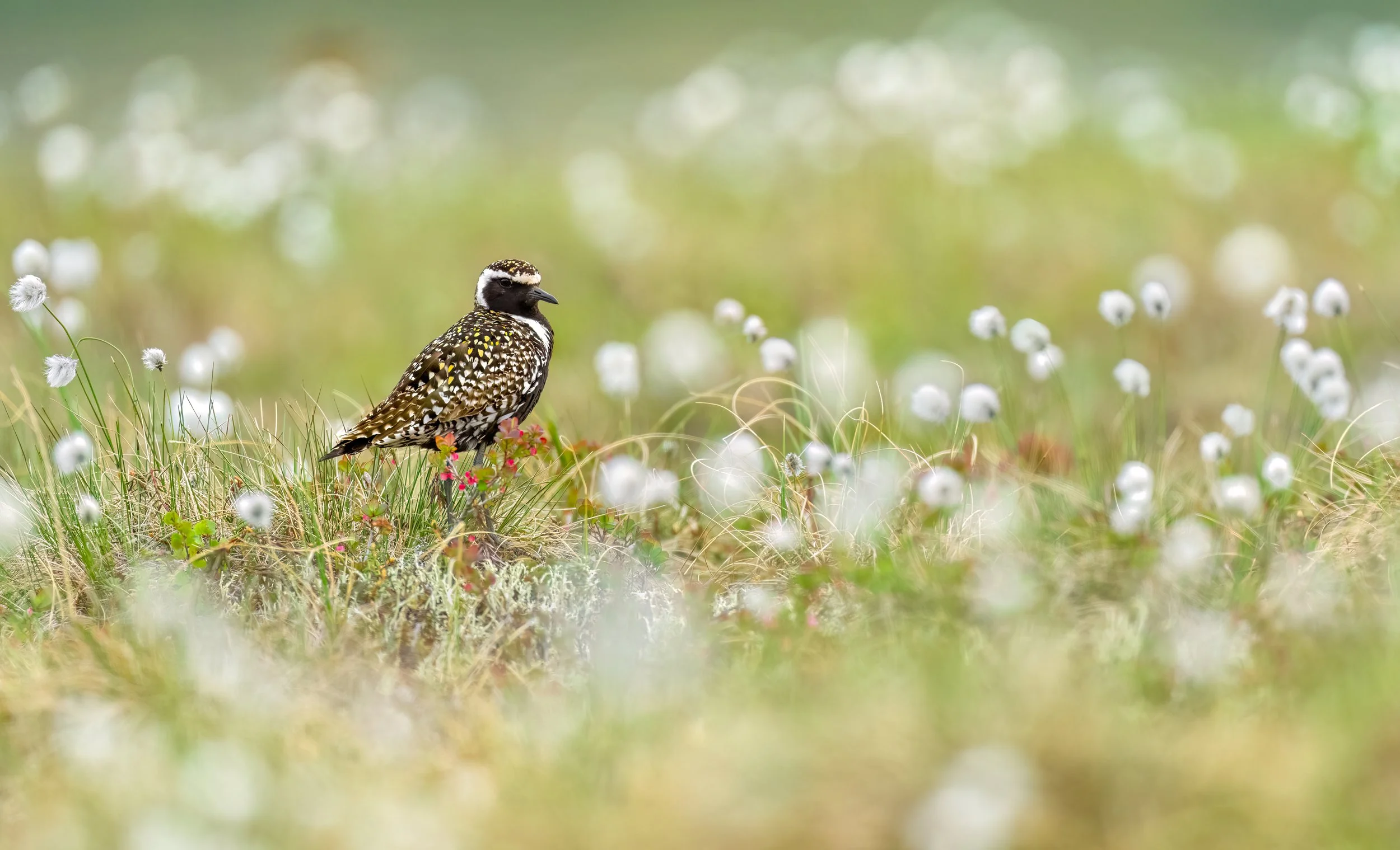 Pacific Golden Plover