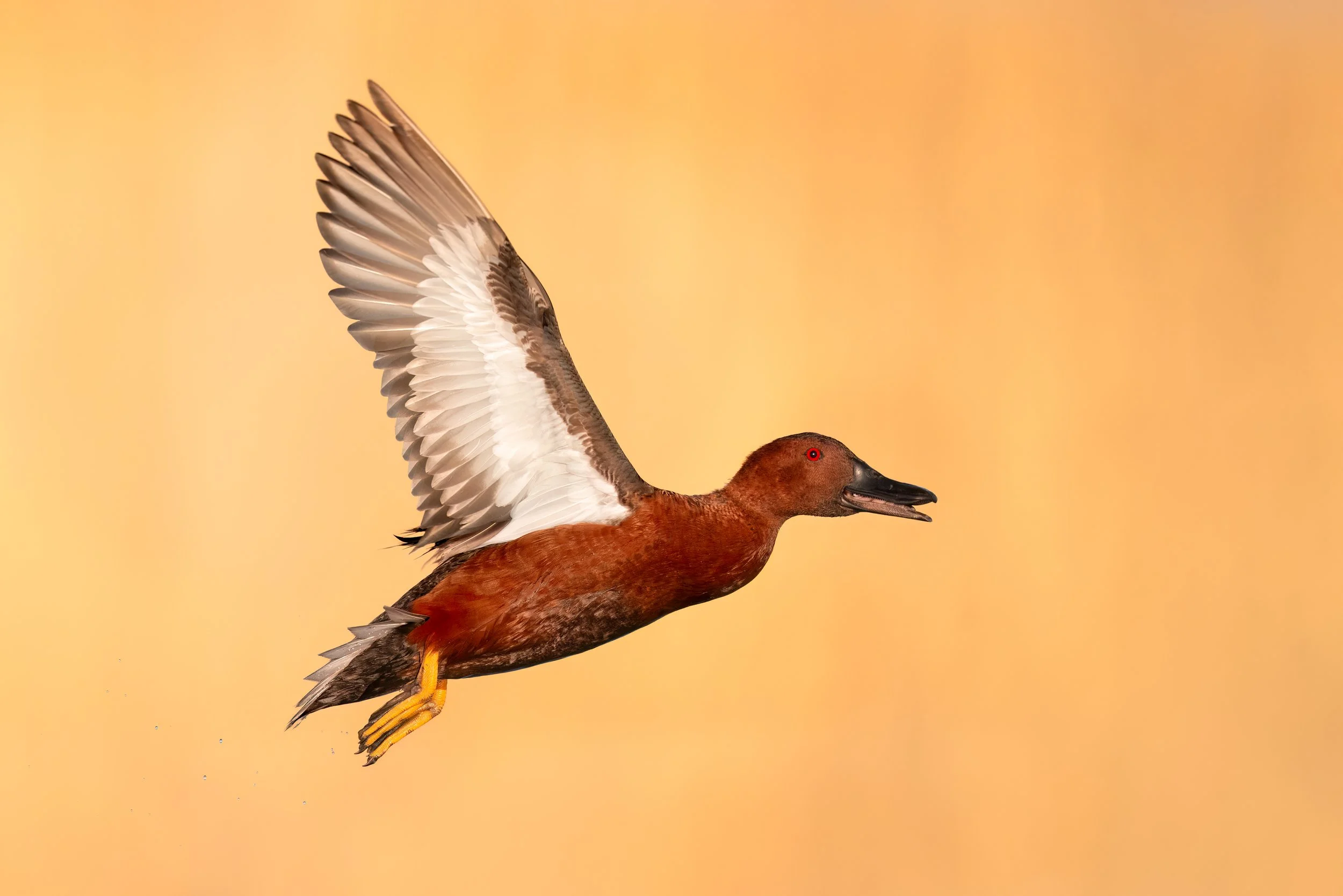 Cinnamon Teal