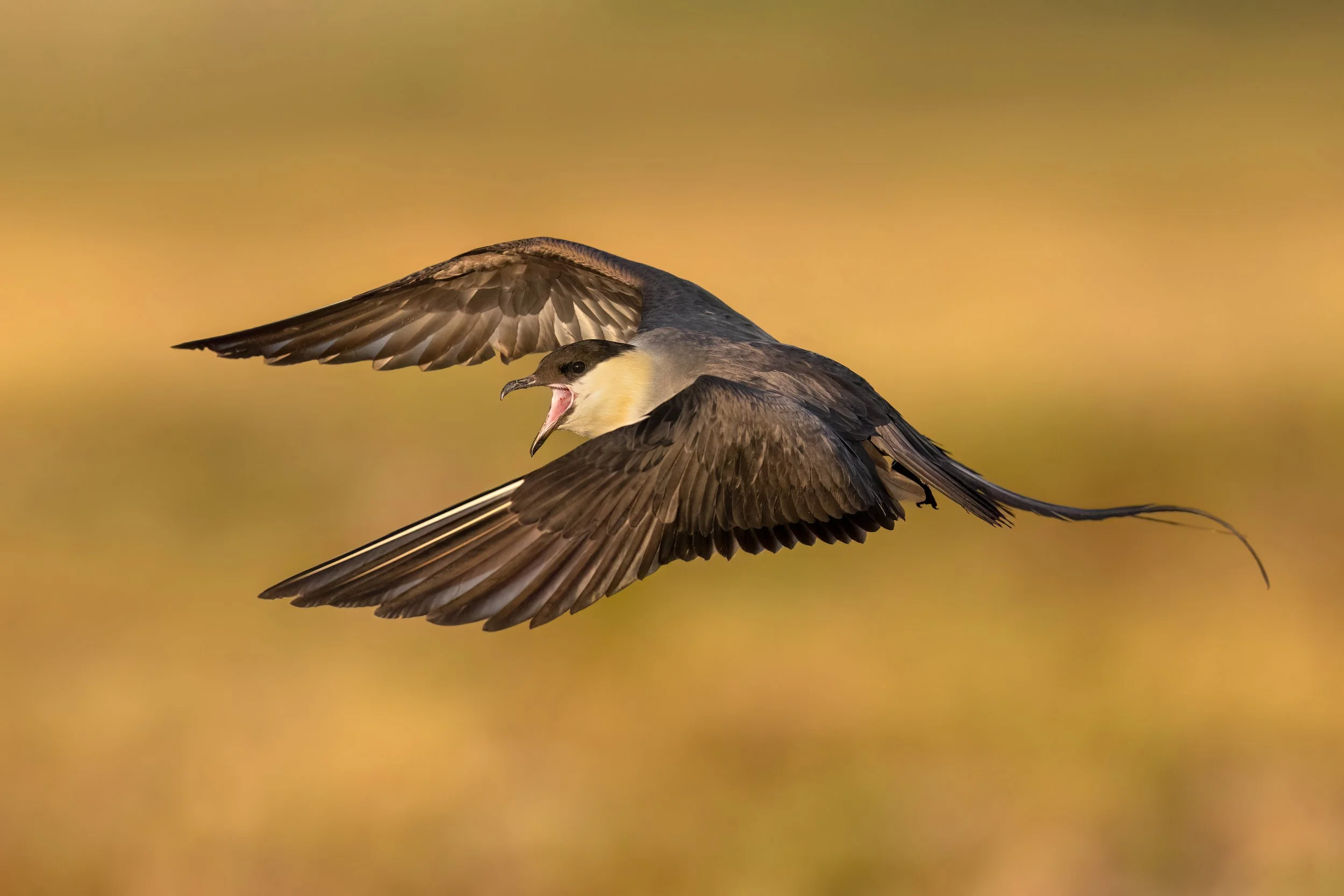 Long-tailed Jaeger