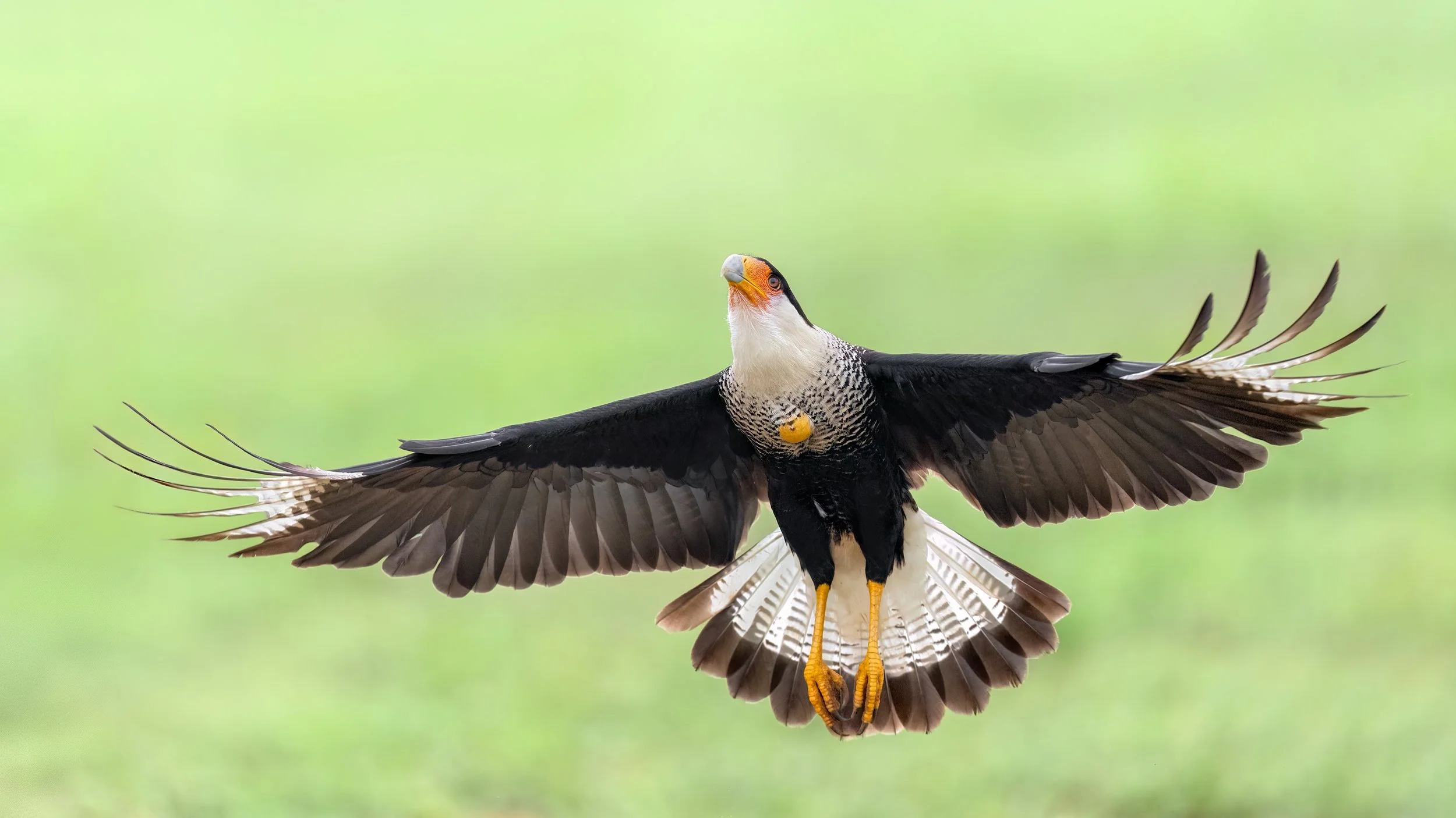 Crested Caracara