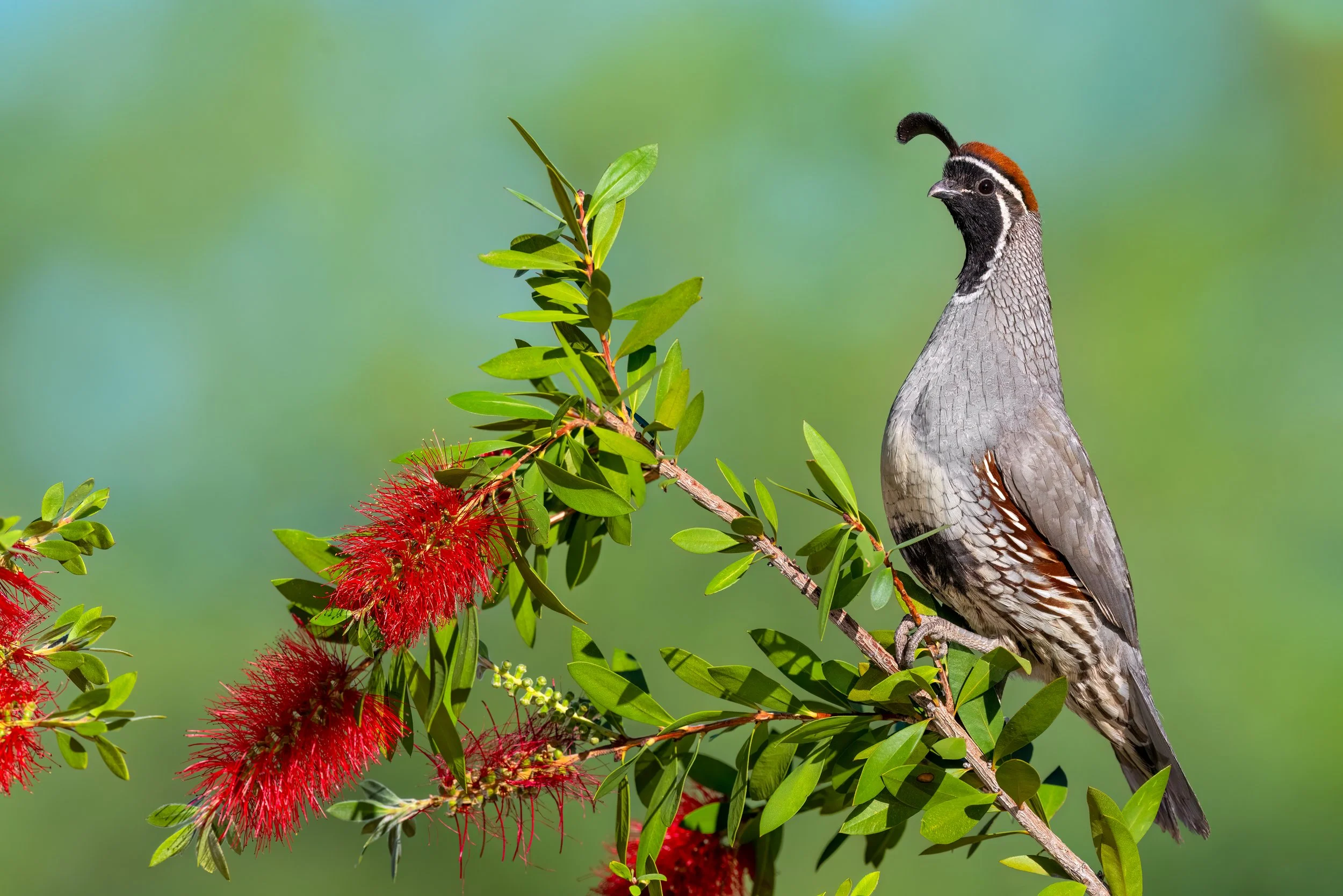 Gambel's Quail