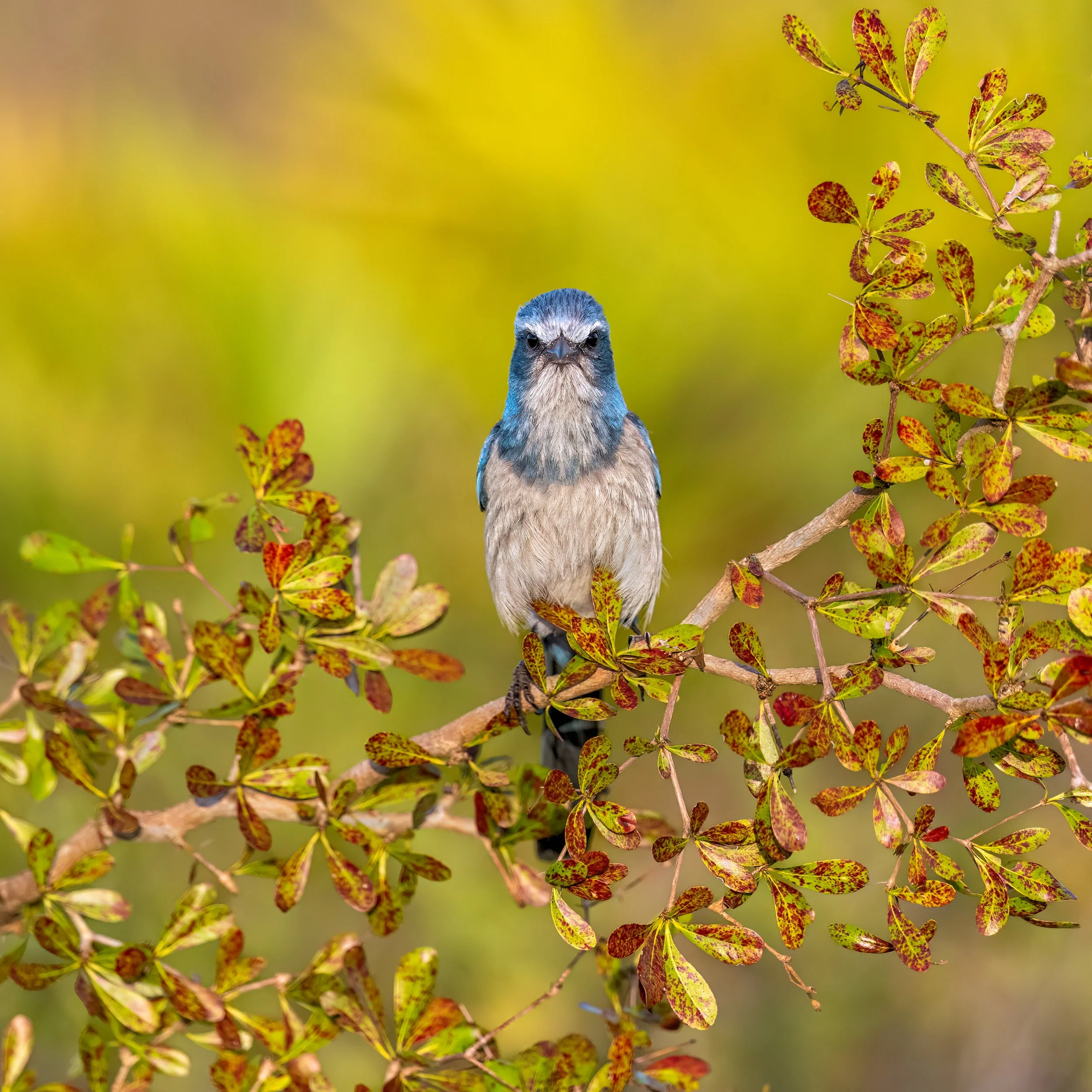 Florida Scrub Jay