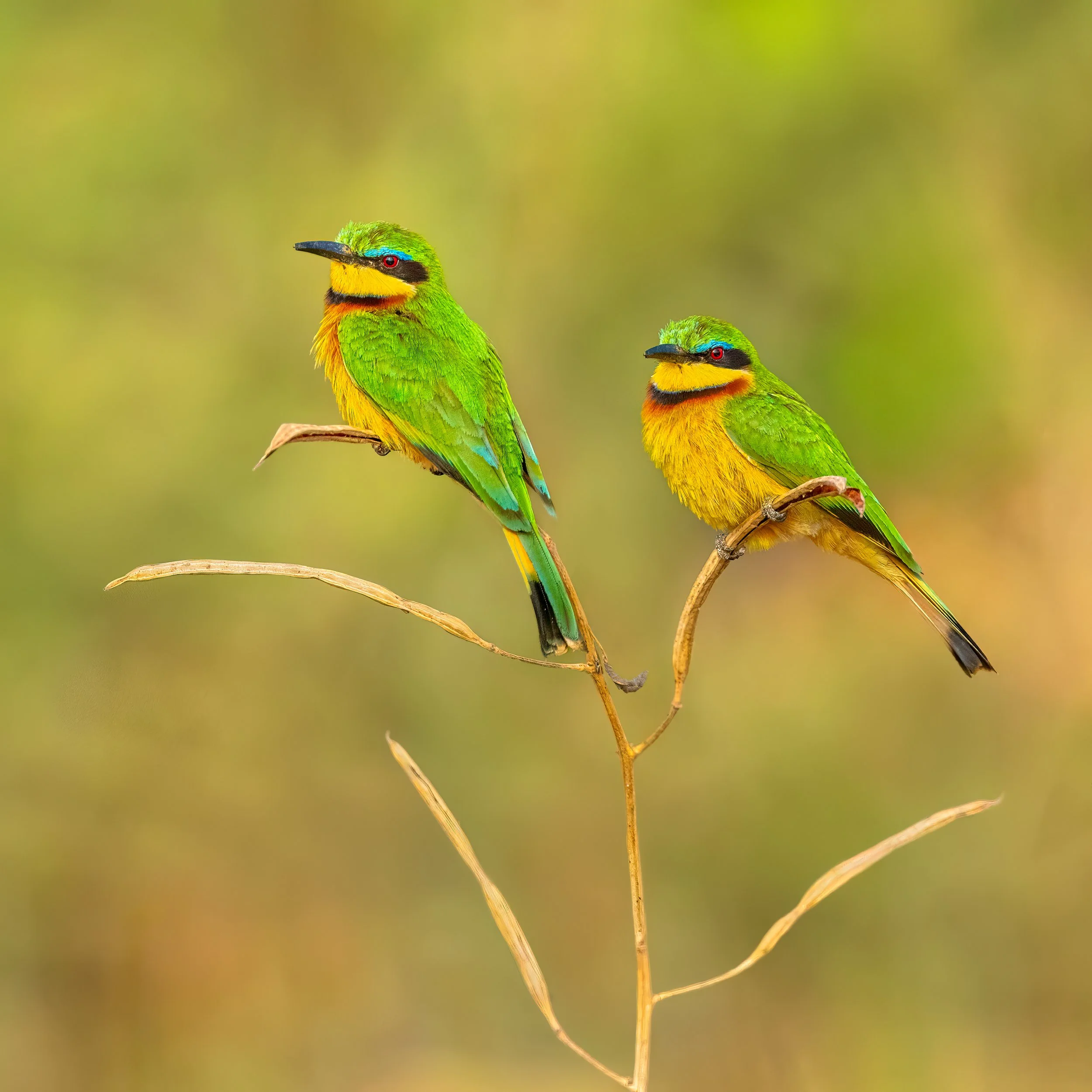 Little Bee-eater