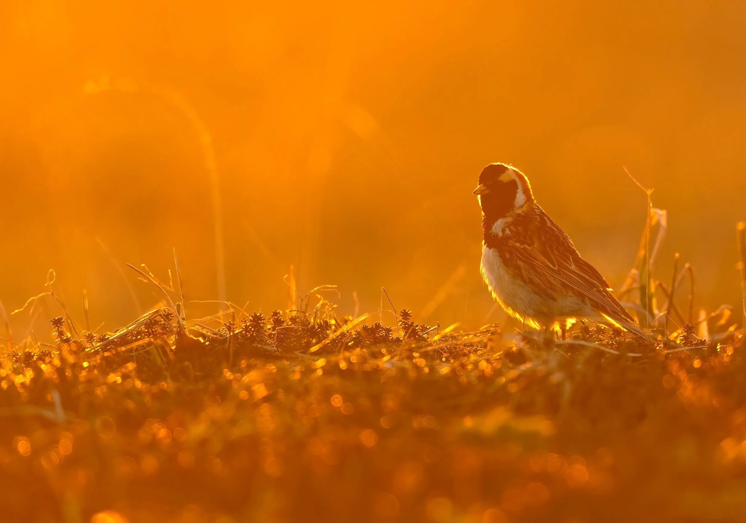Lapland Longspur