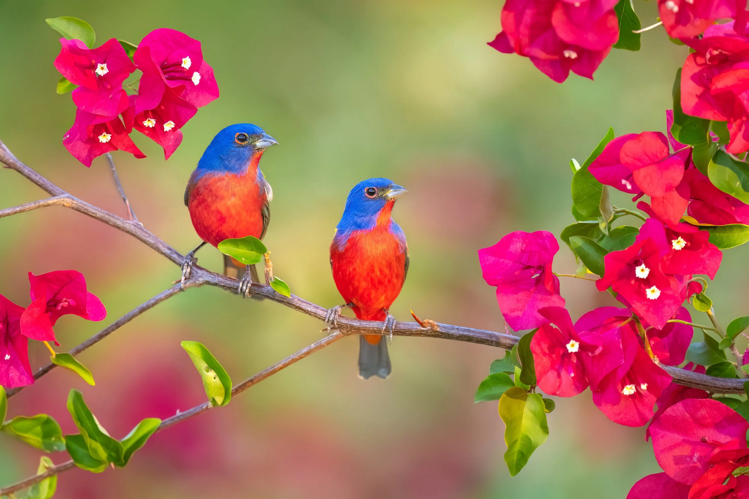 Painted Bunting