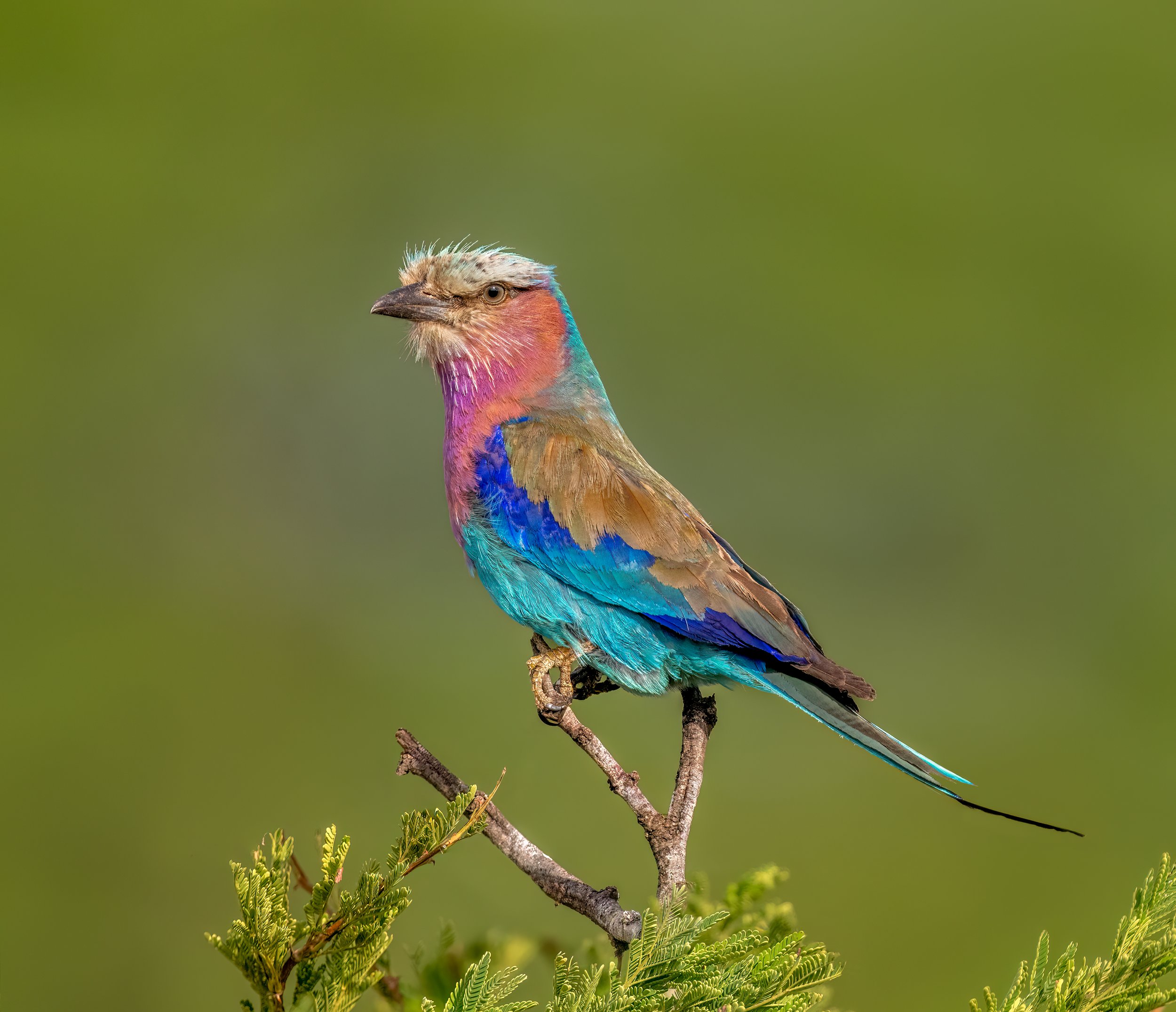 Lilac-breasted Roller