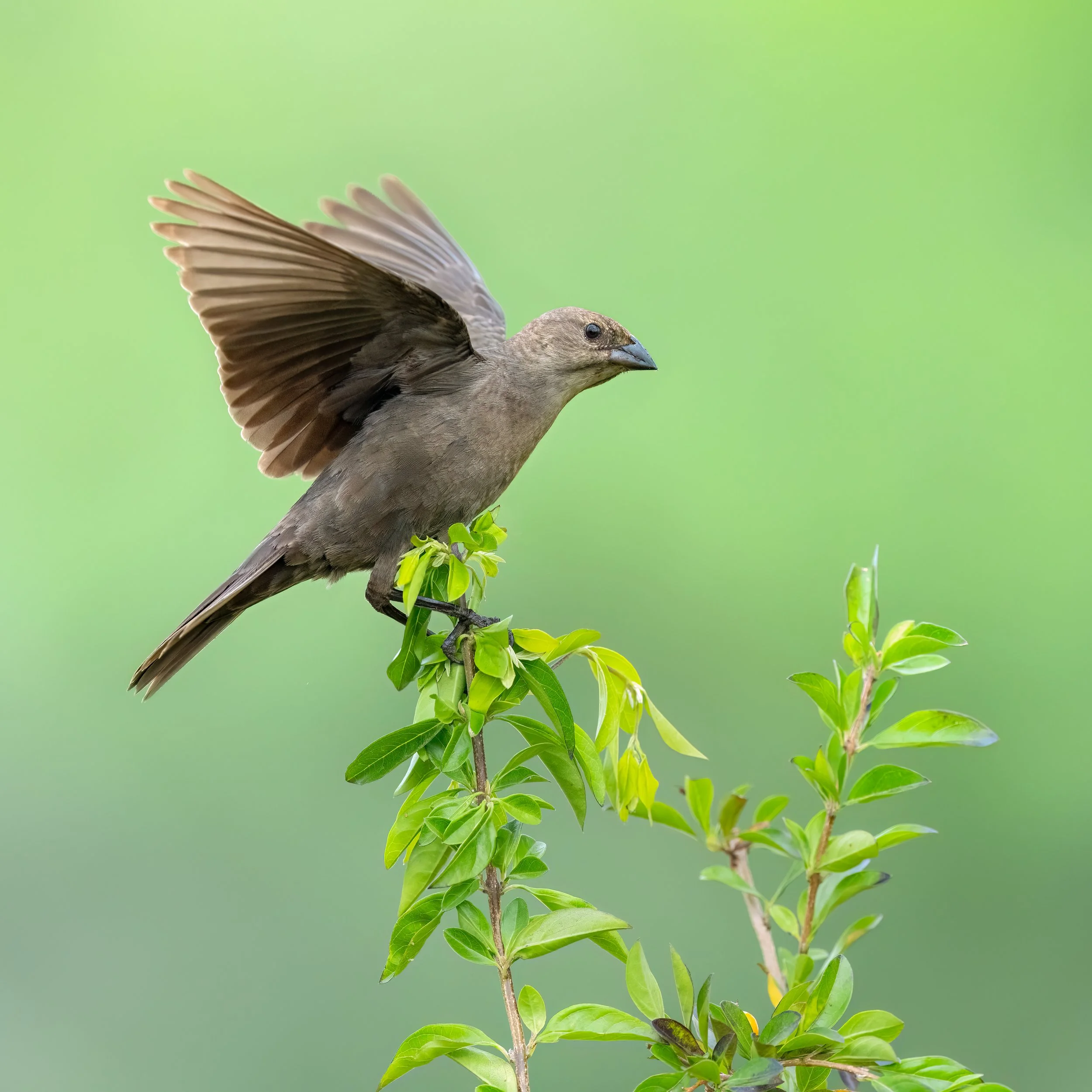 Brown-headed Cowbird