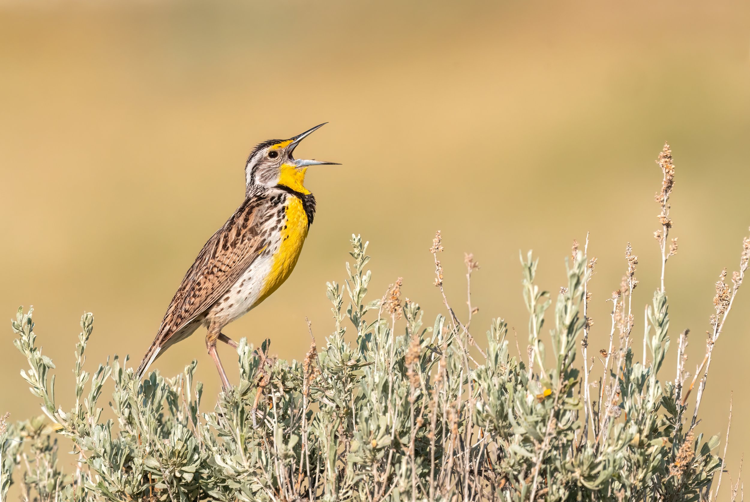Western Meadowlark
