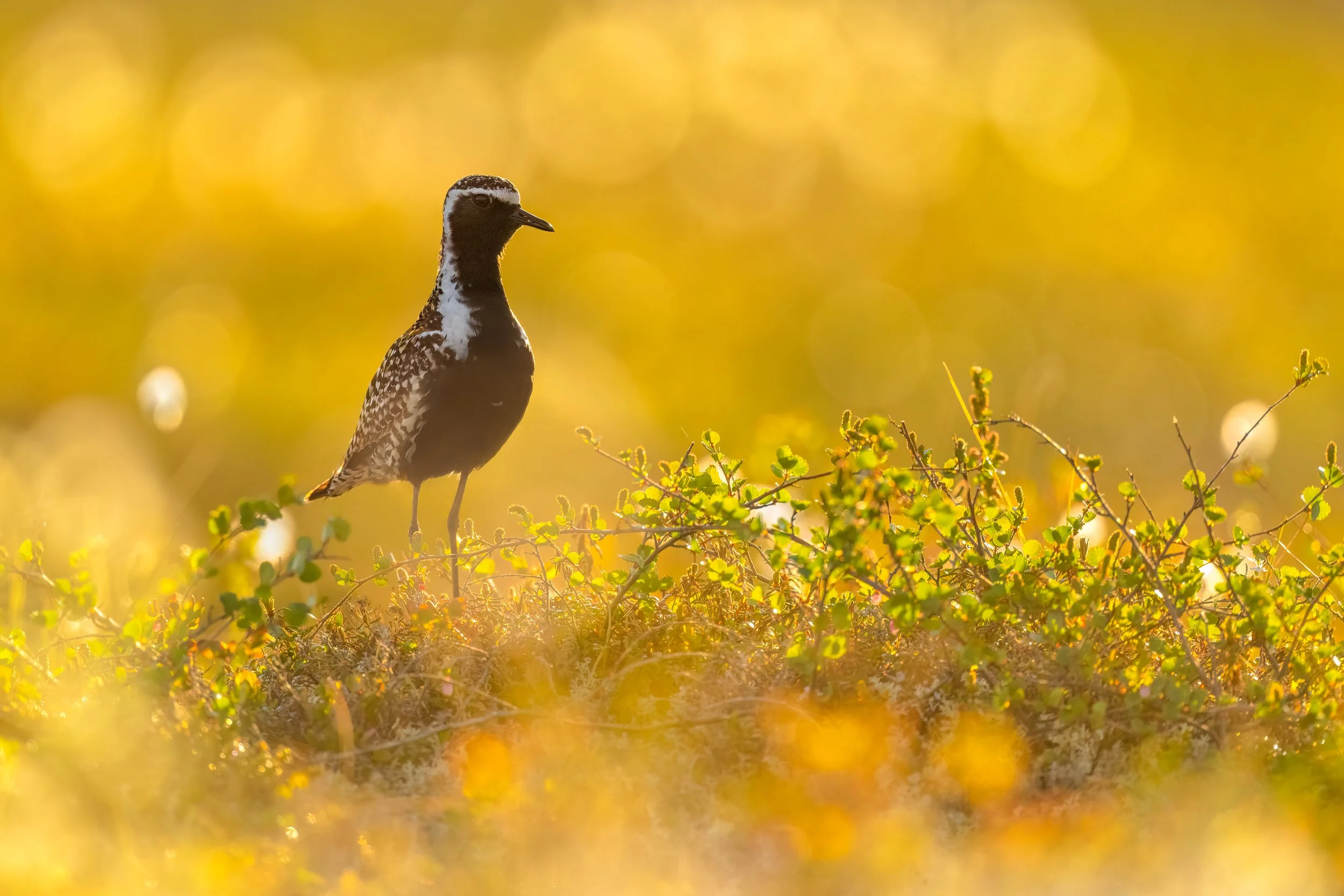 Pacific Golden Plover