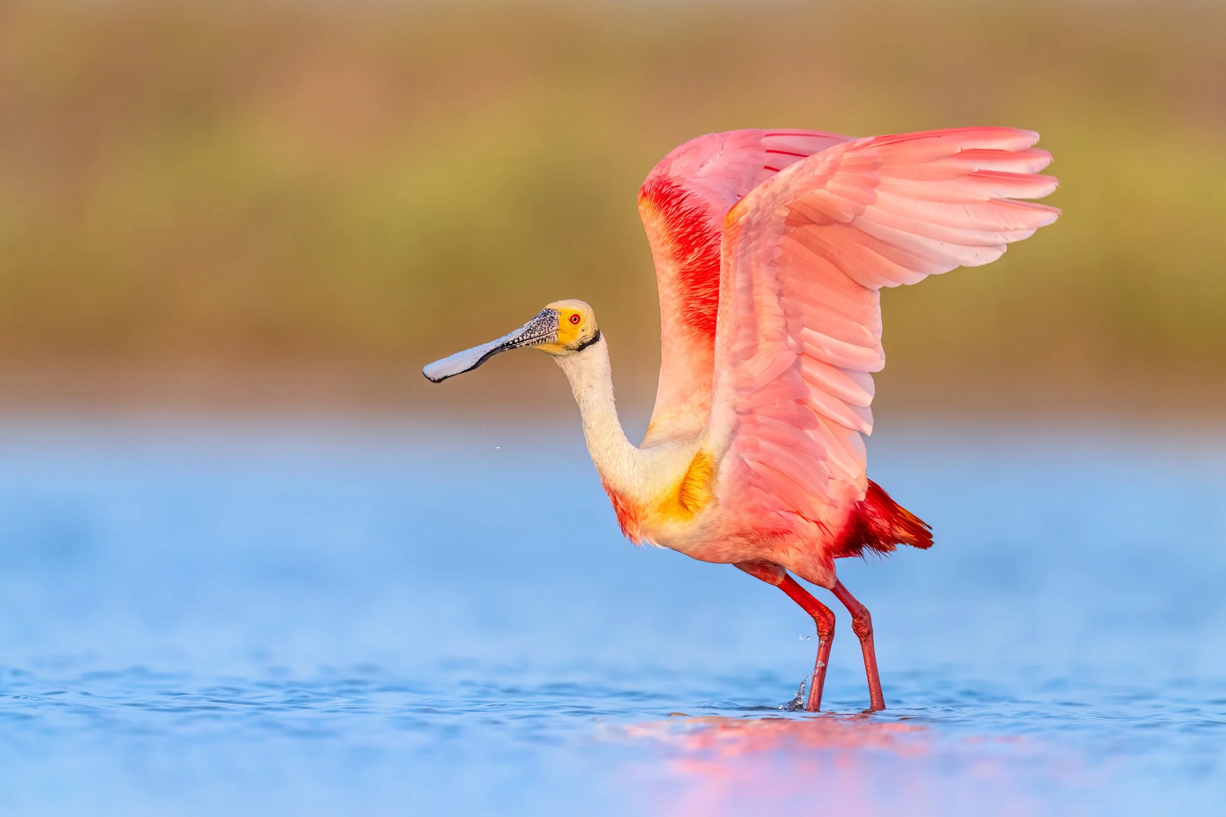 Roseate Spoonbill