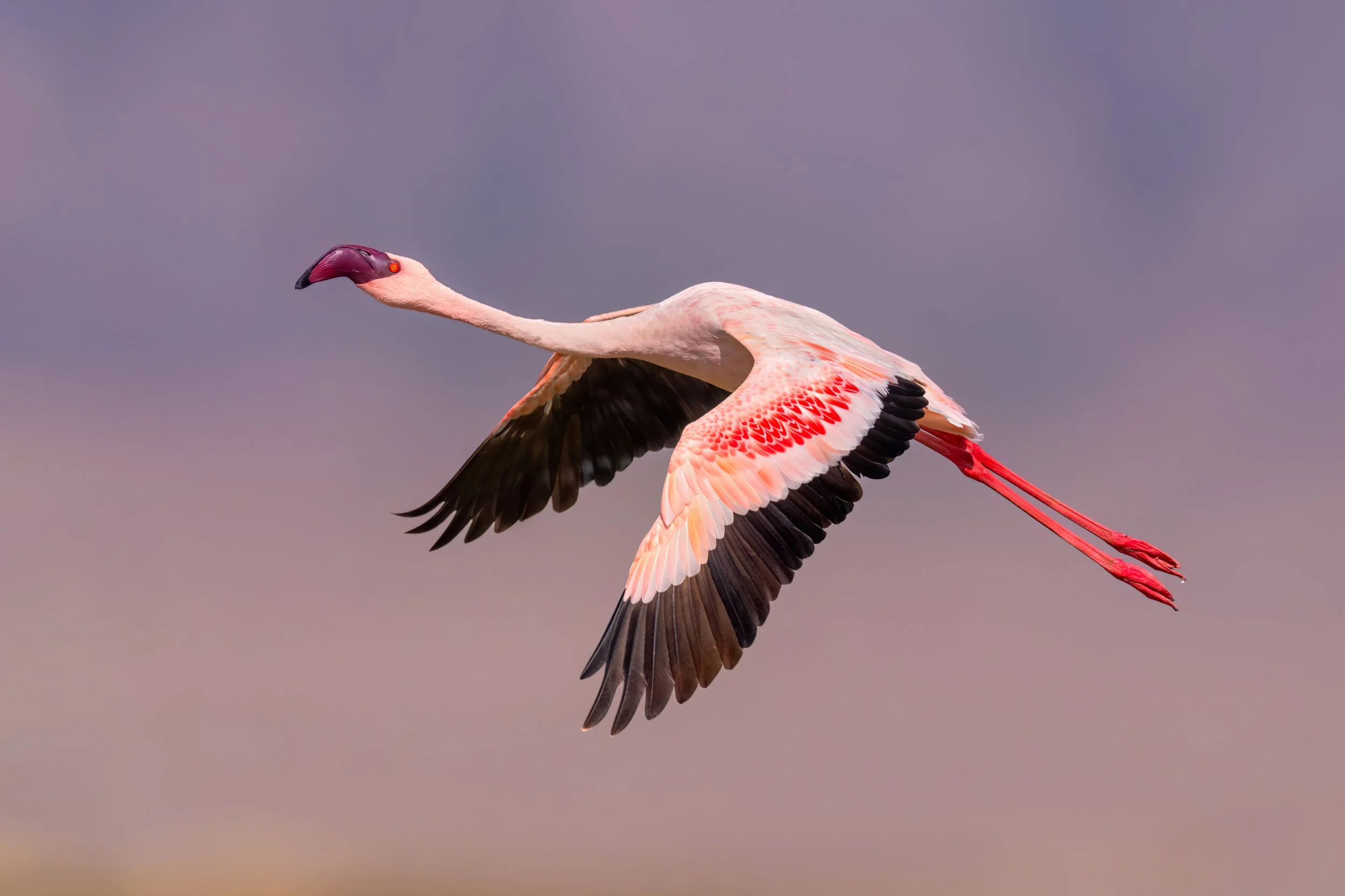 Lesser Flamingo