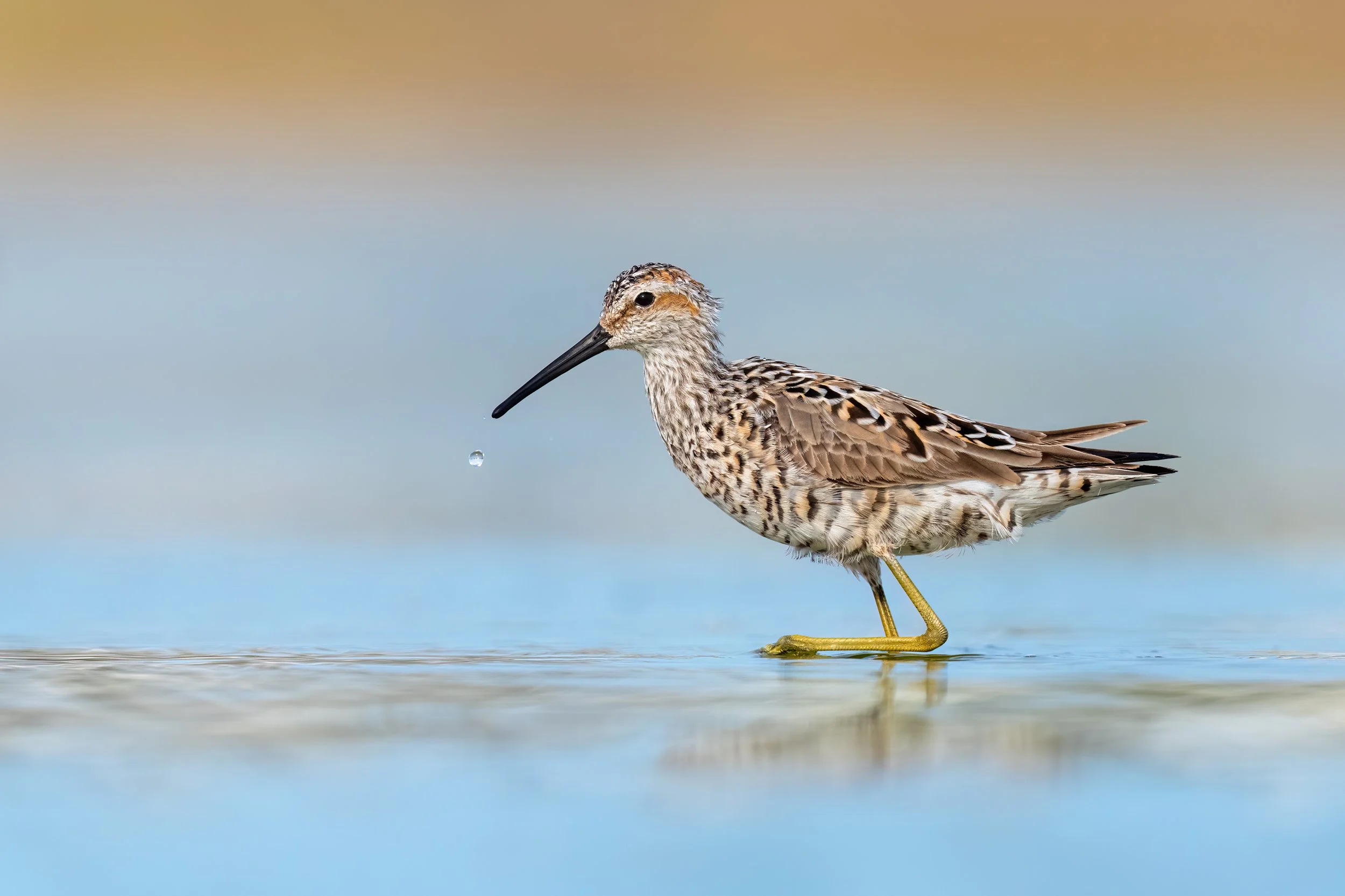 Stilt Sandpiper