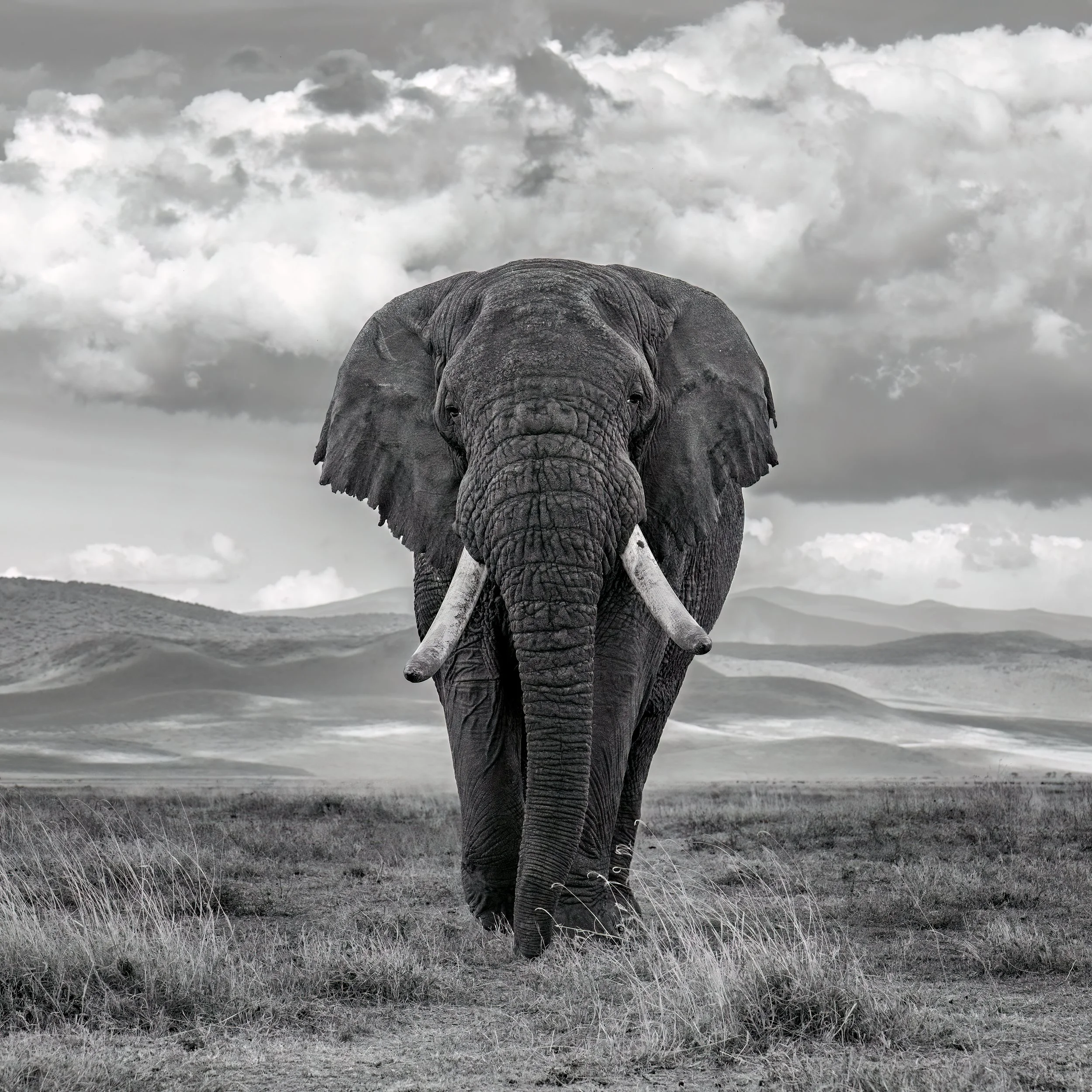 African Elephant