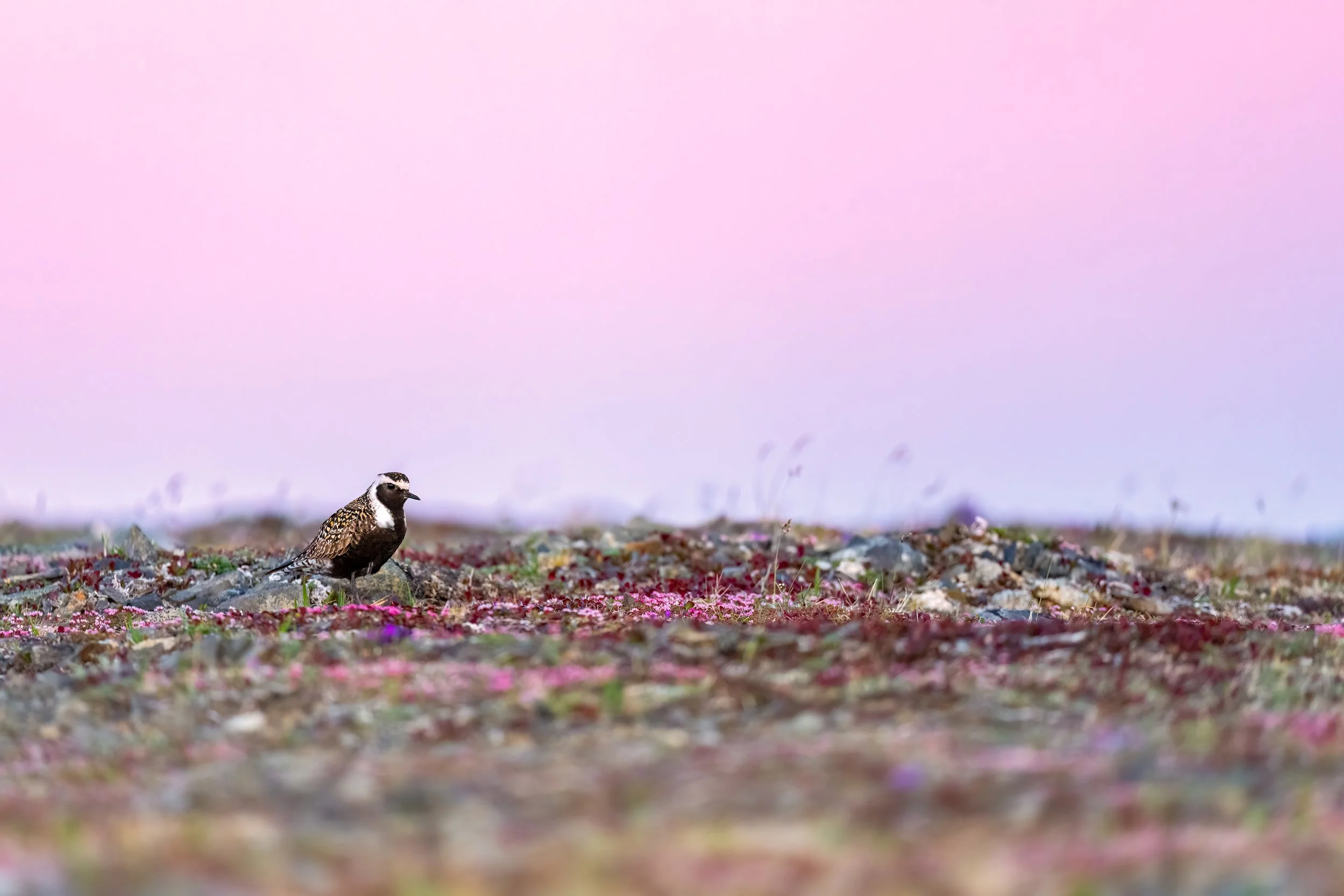 American Golden Plover