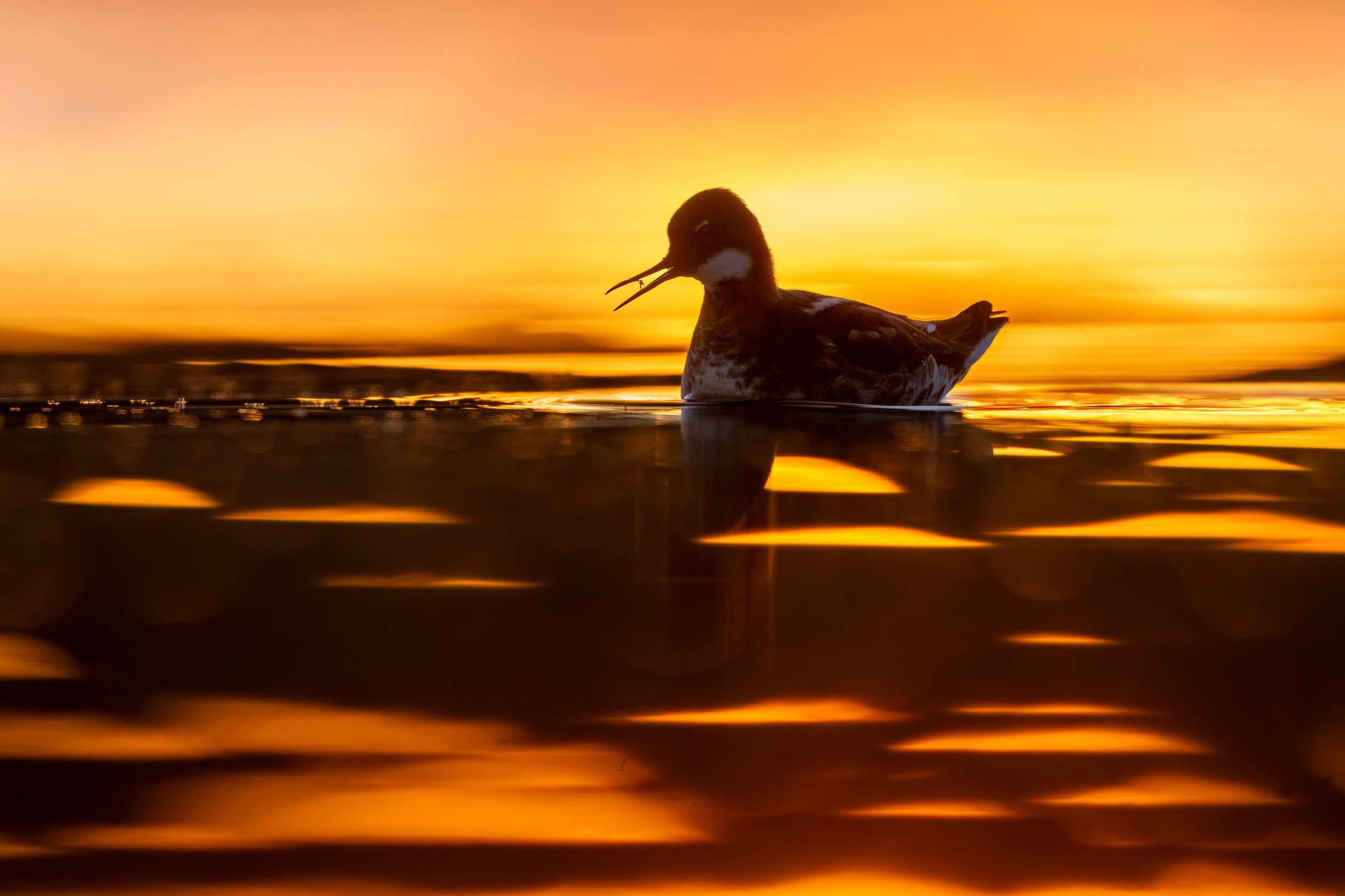 Red-necked Phalarope