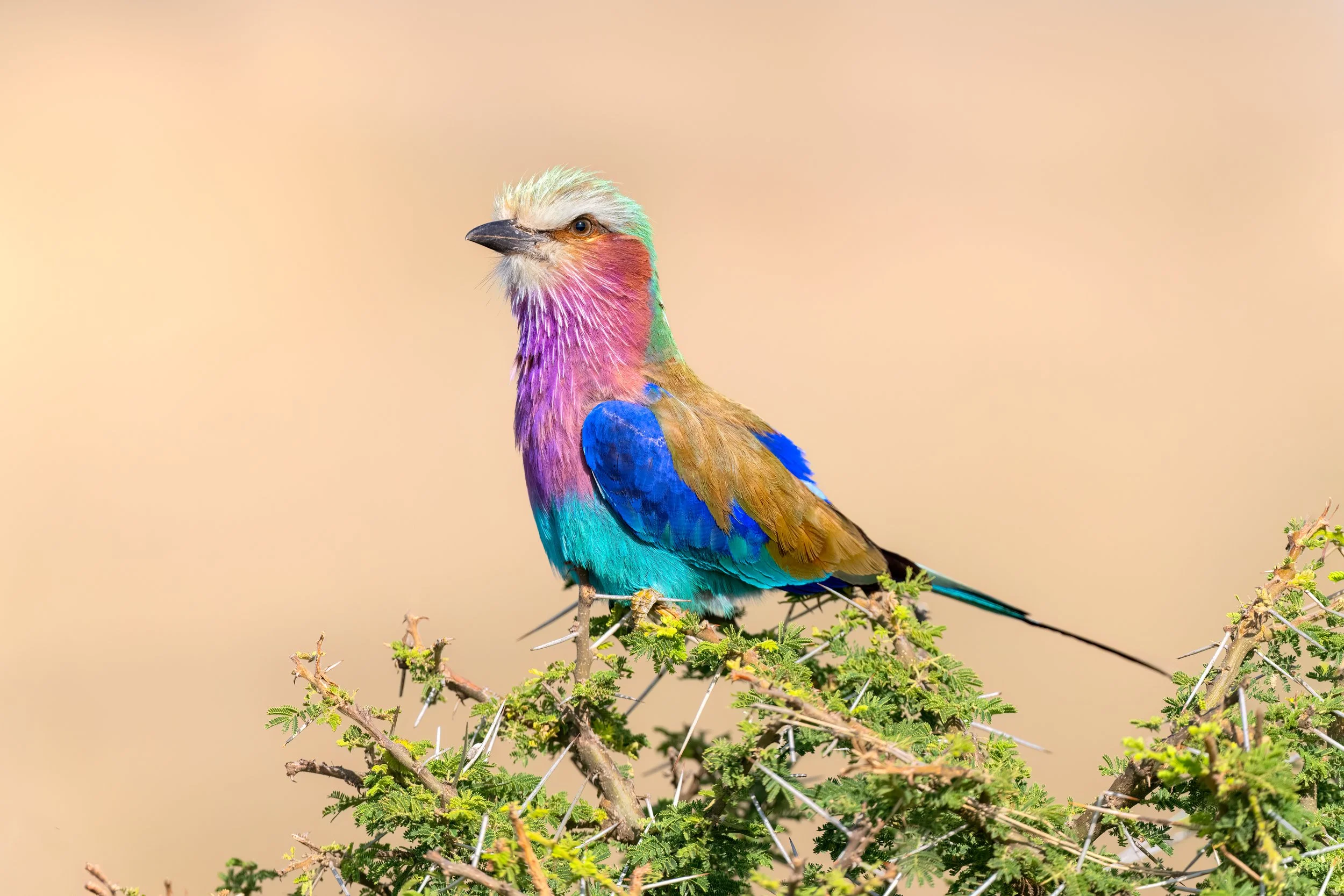 Lilac-breasted Roller