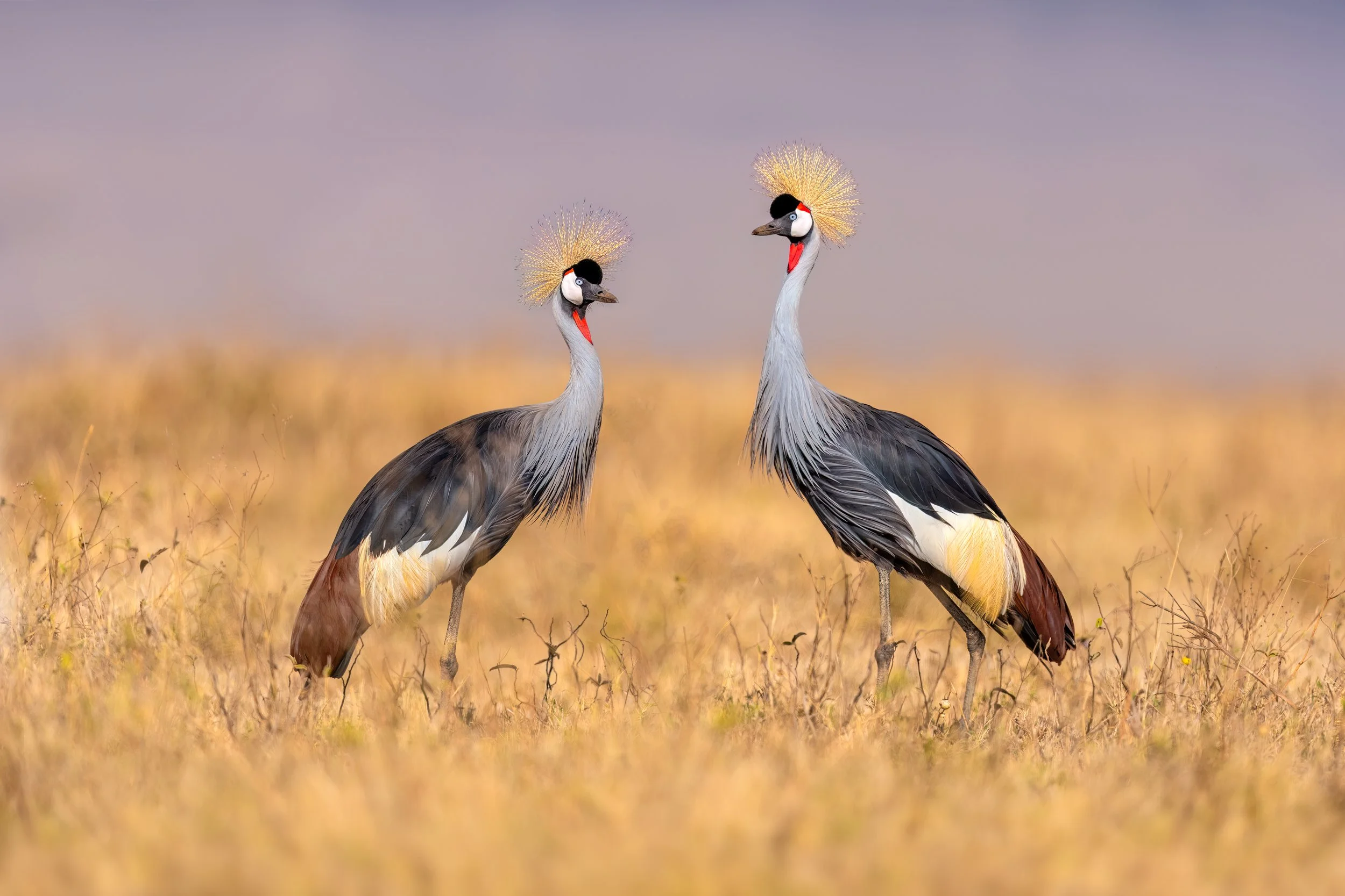 Gray-crowned Crane