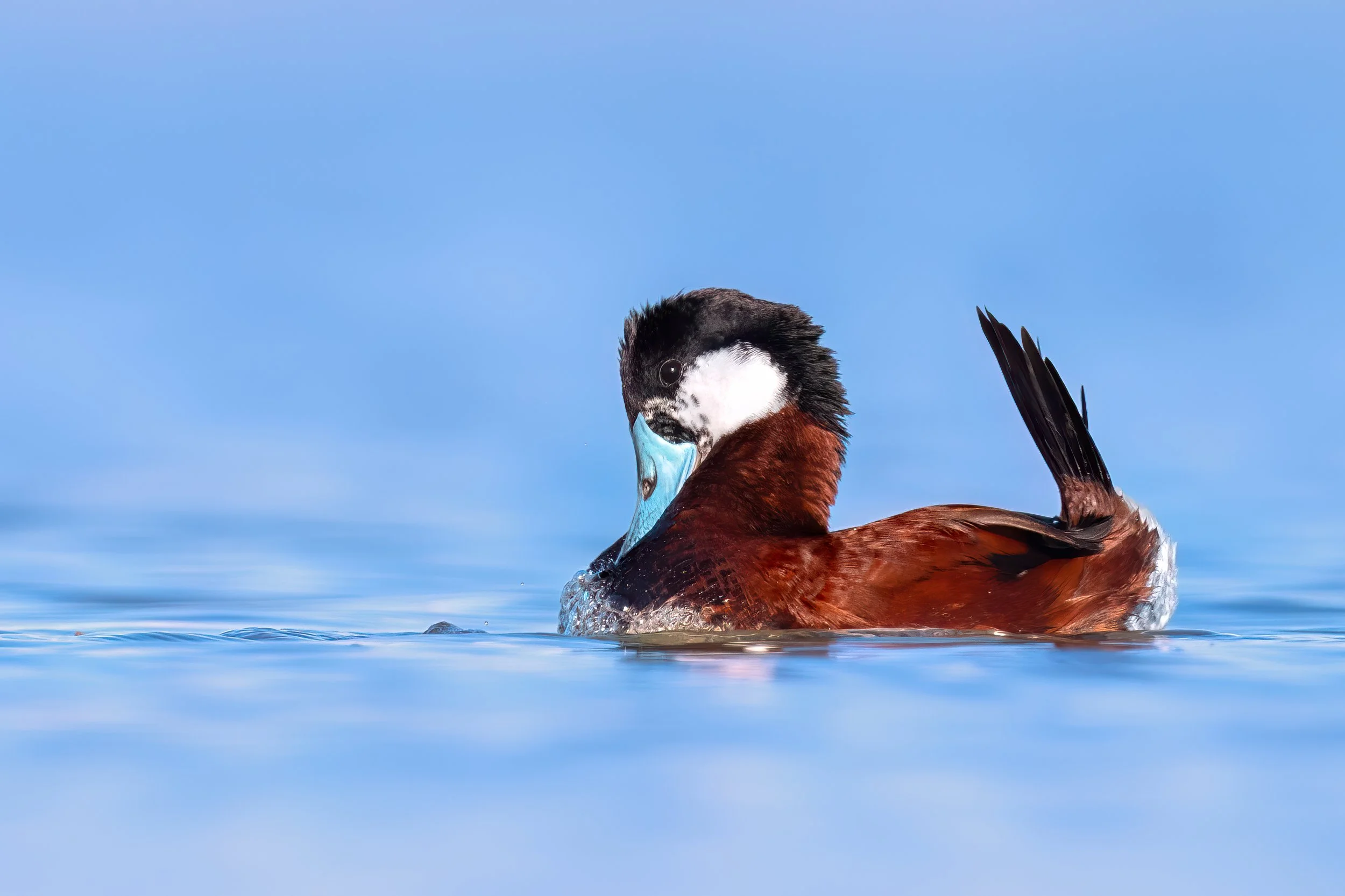 Ruddy Duck