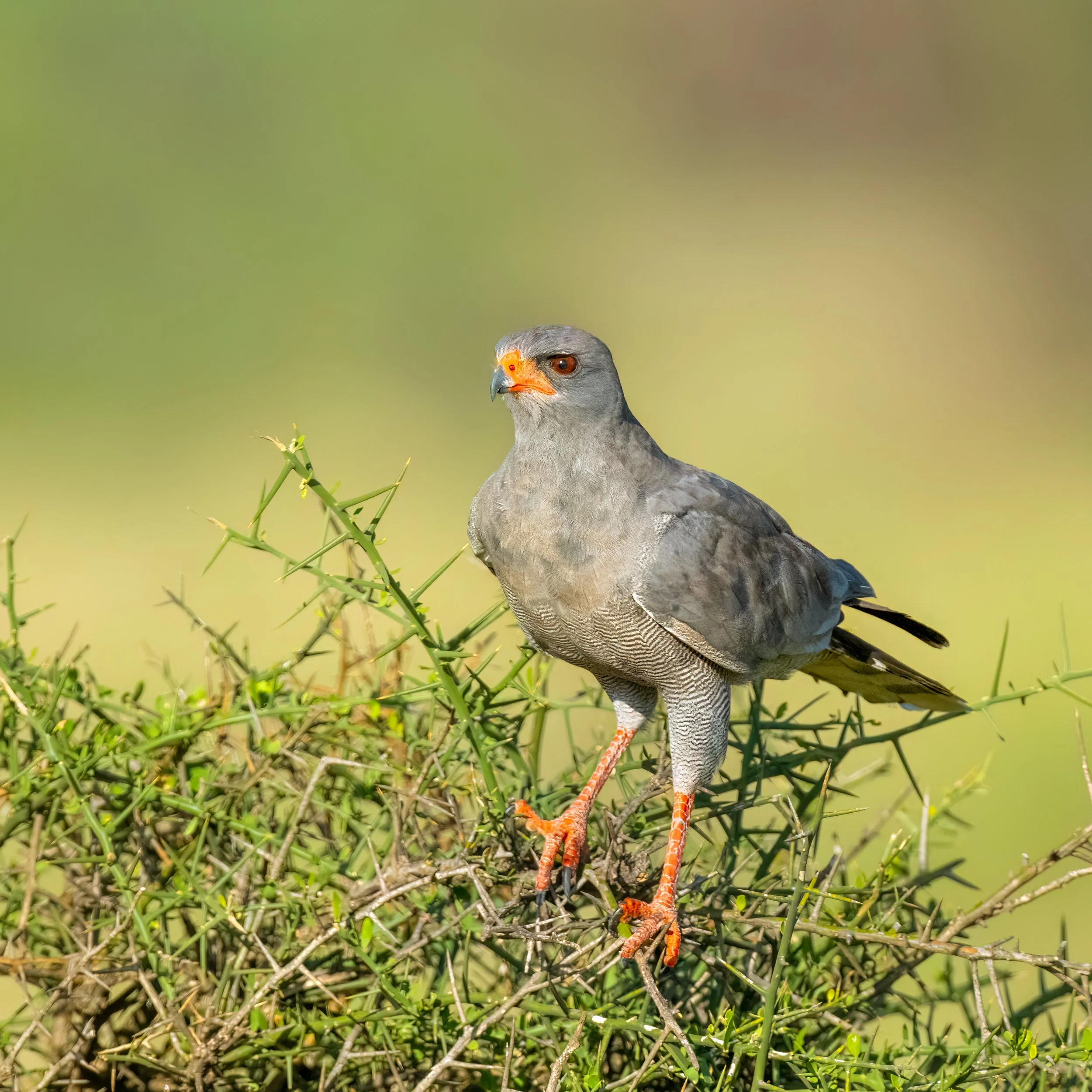 Dark-chanting Goshawk