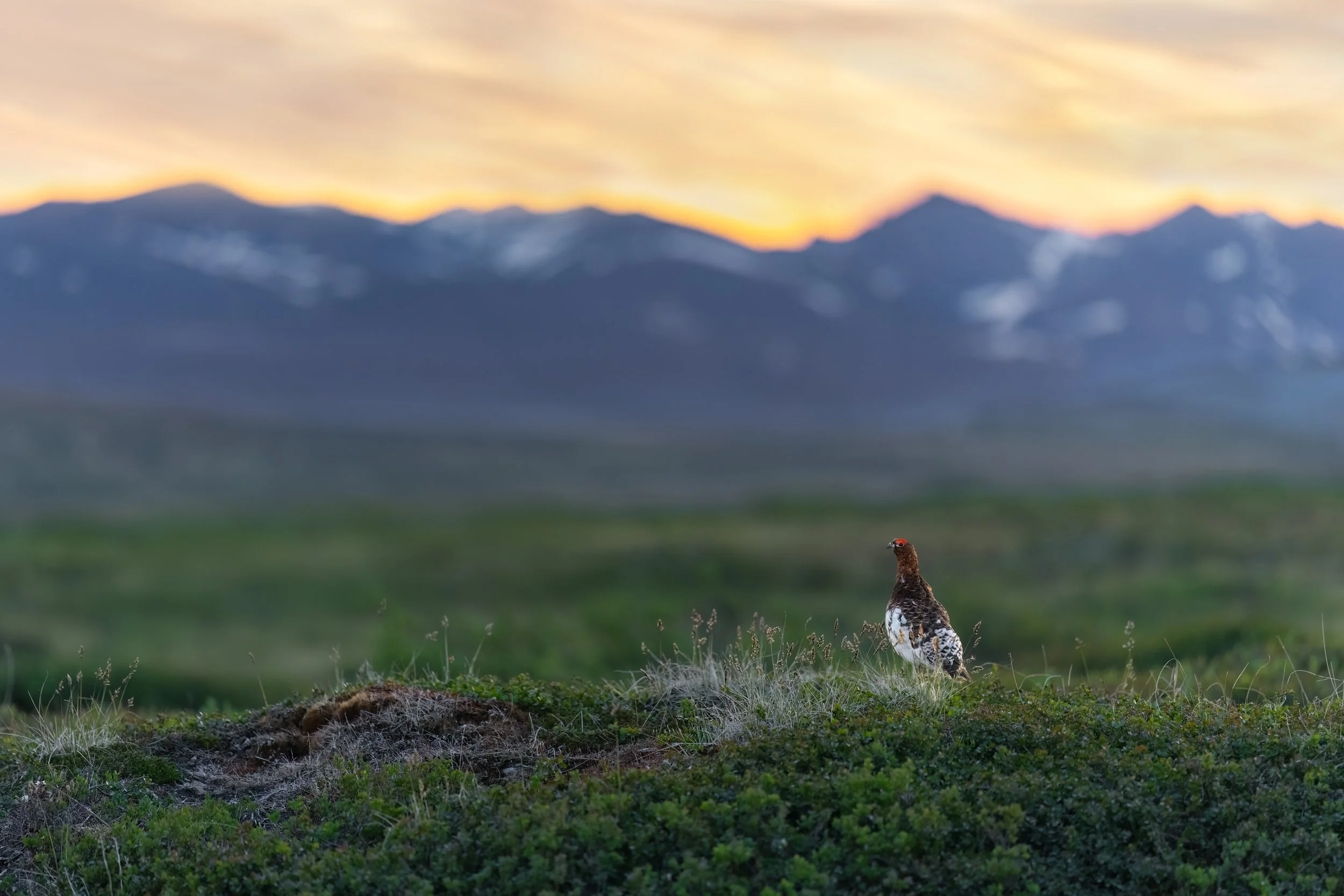 Willow Ptarmigan