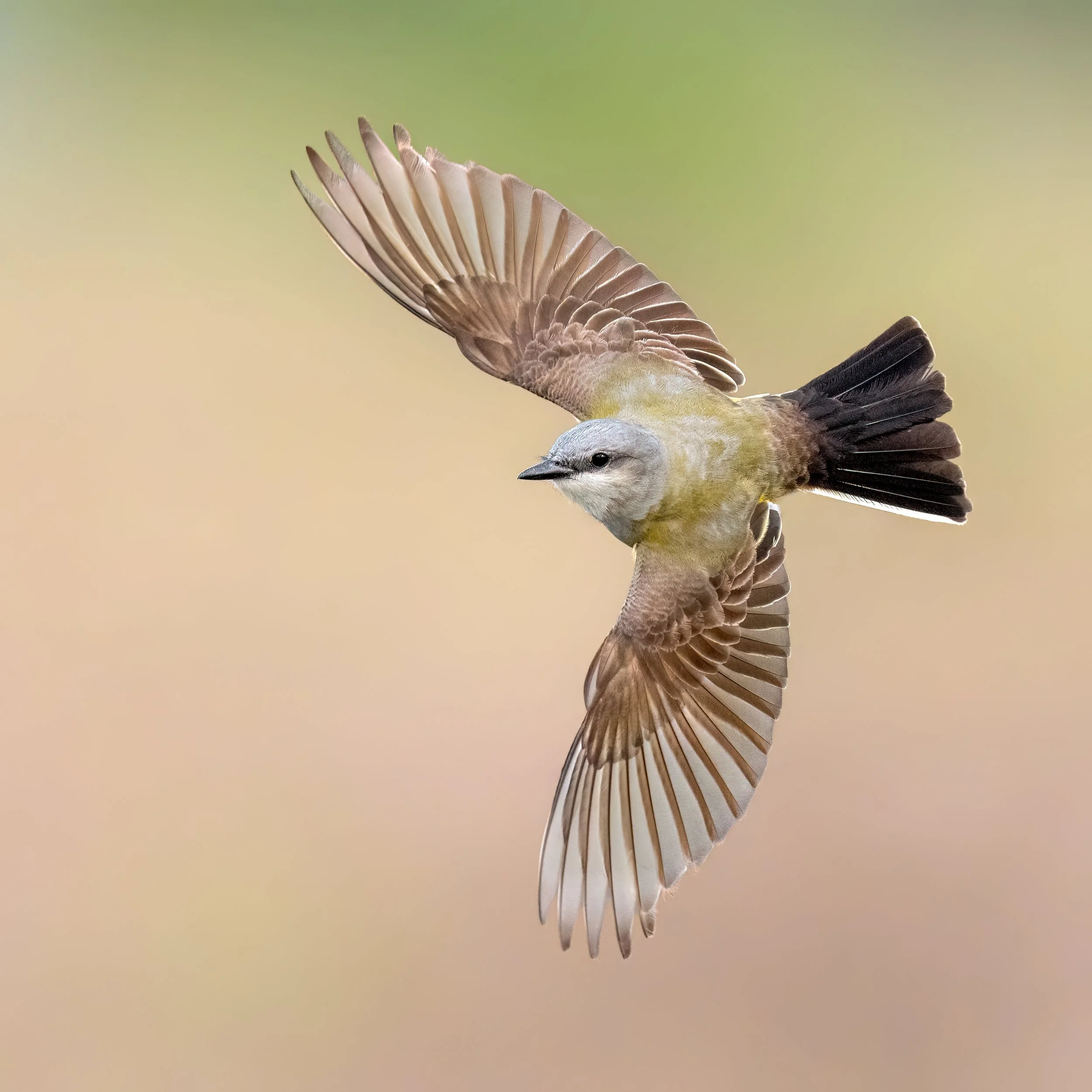 Western Kingbird