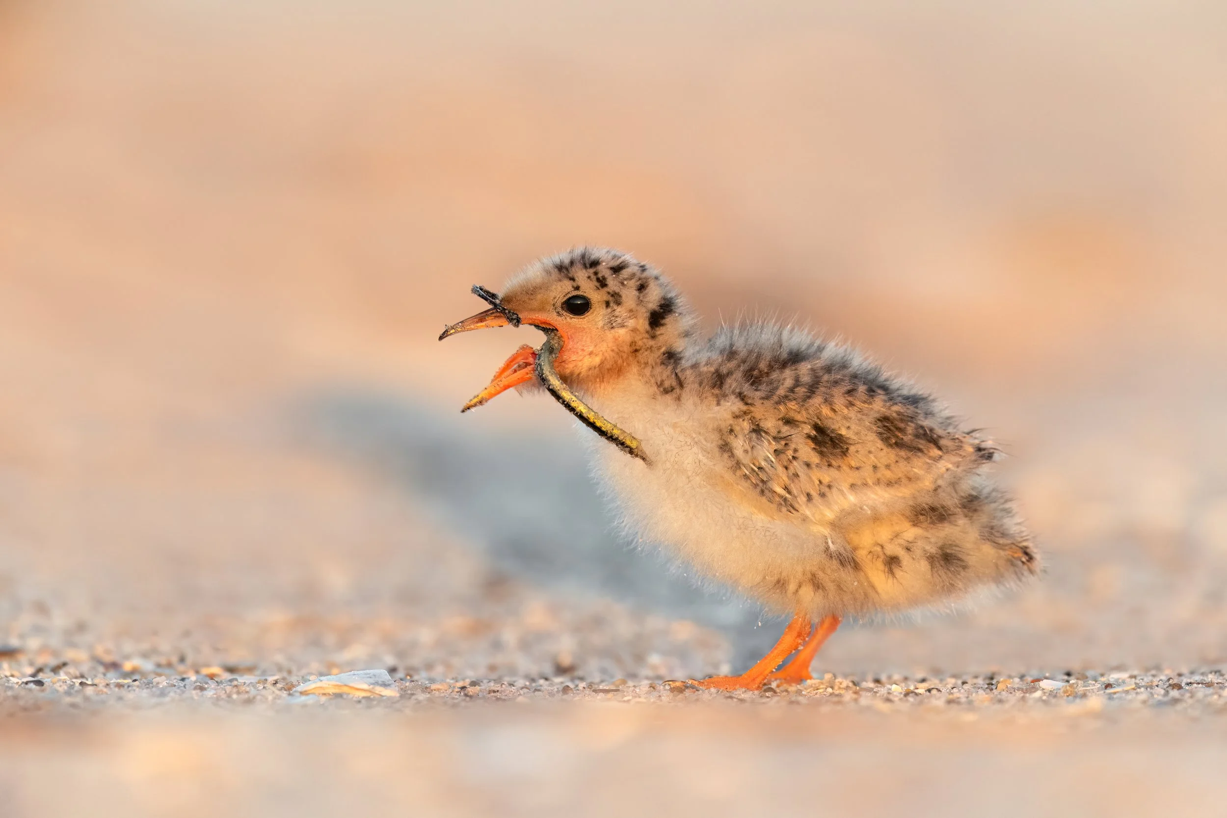 Common Tern