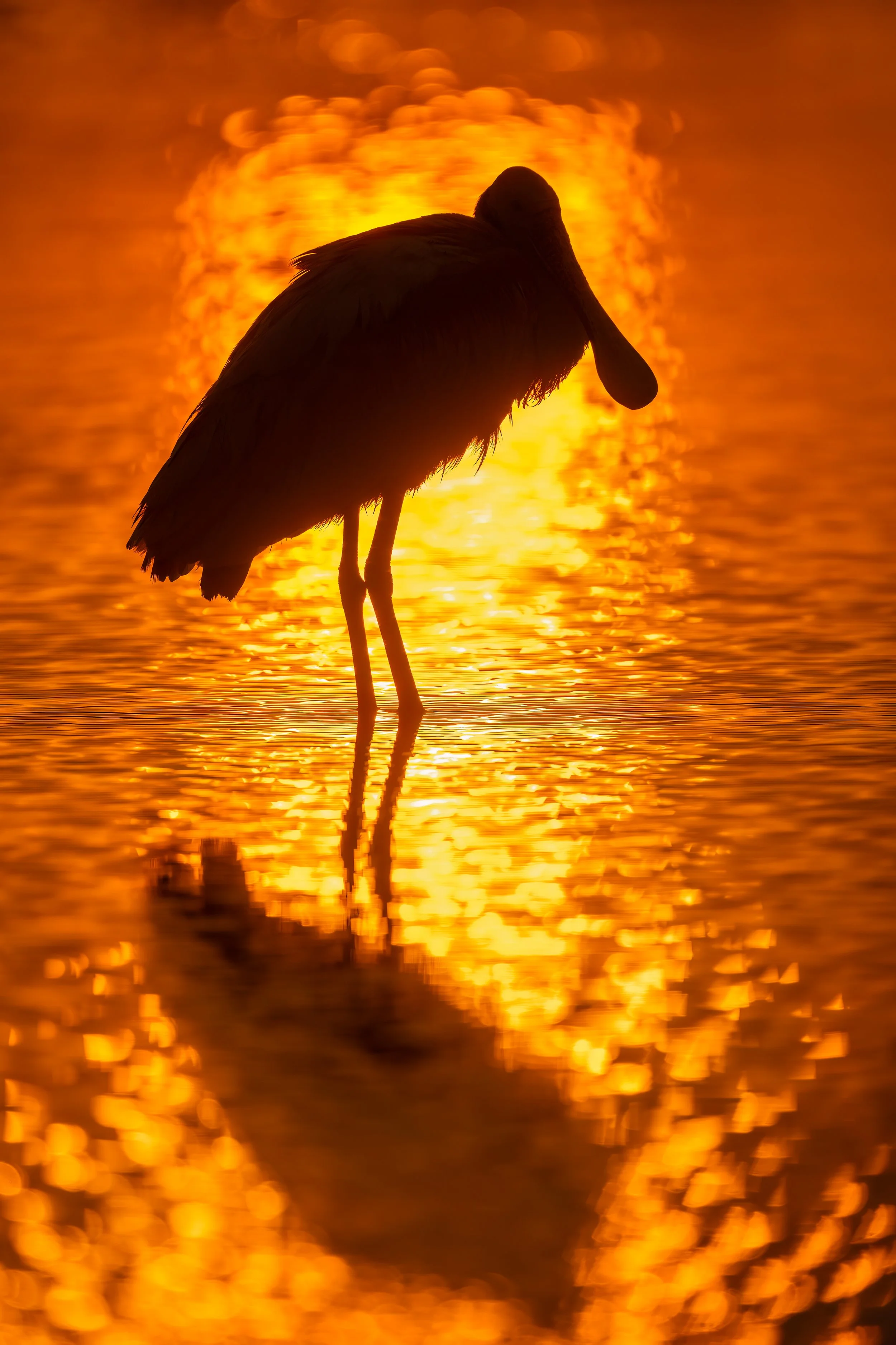 Roseate Spoonbill