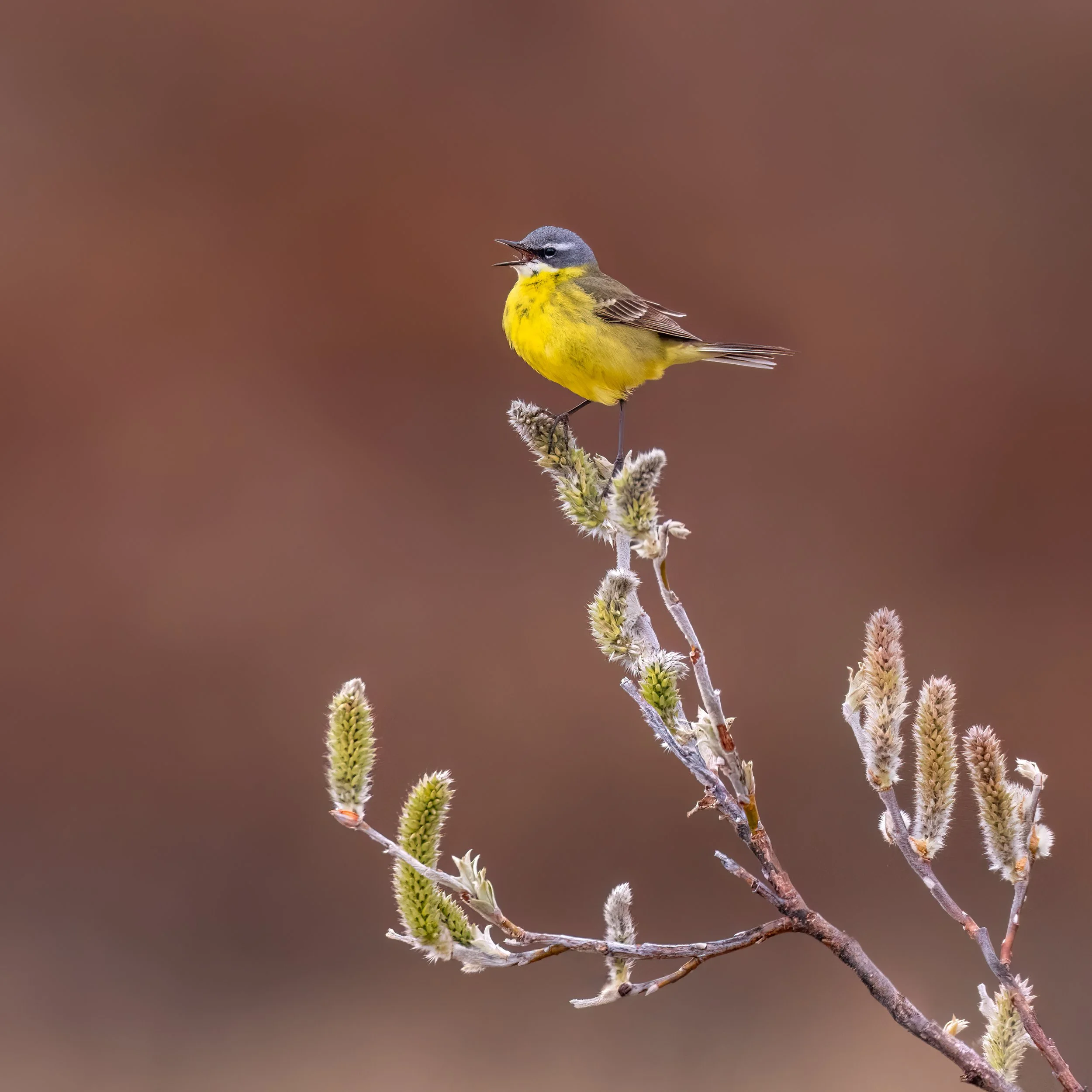 Yellow Wagtail