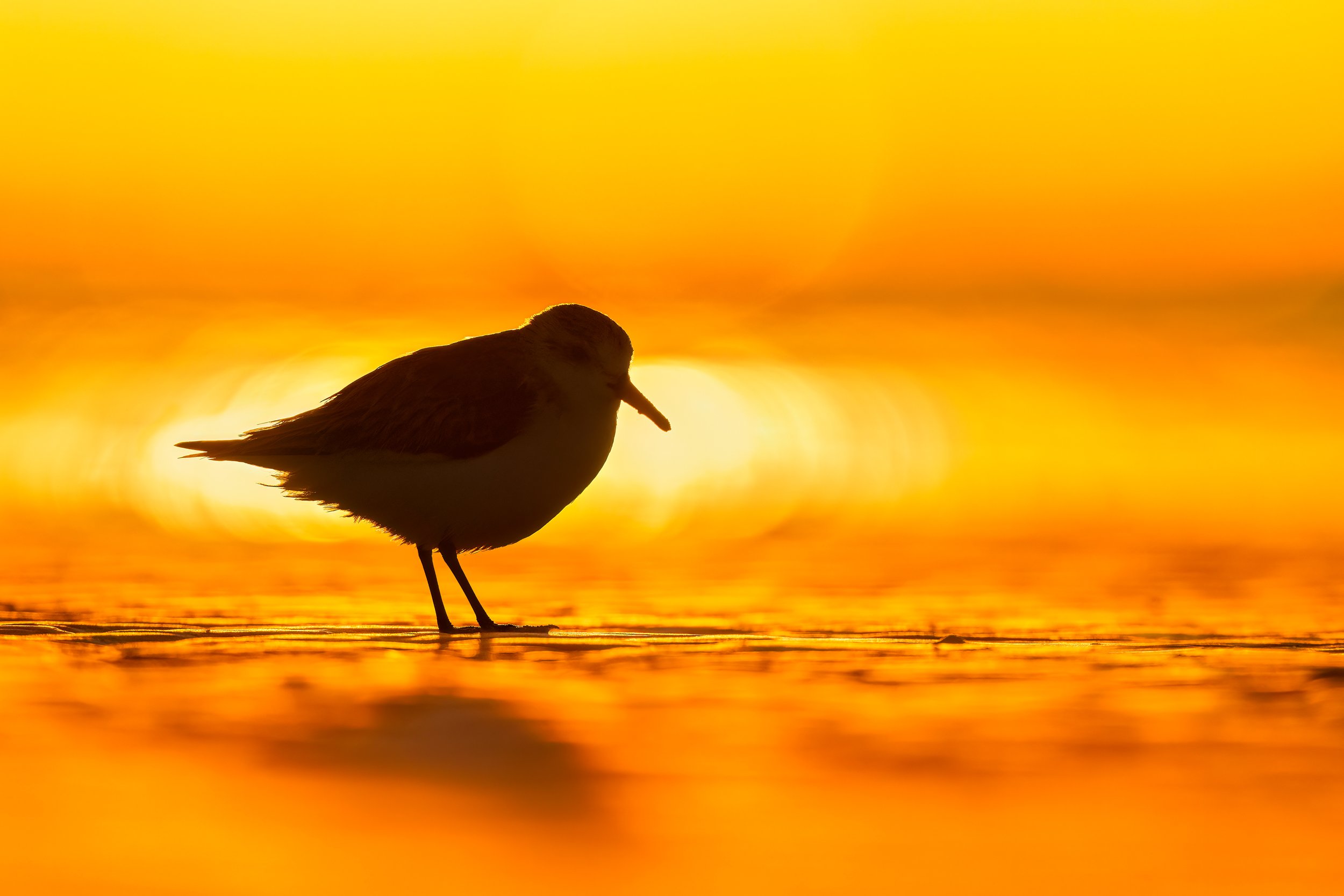 Sanderling