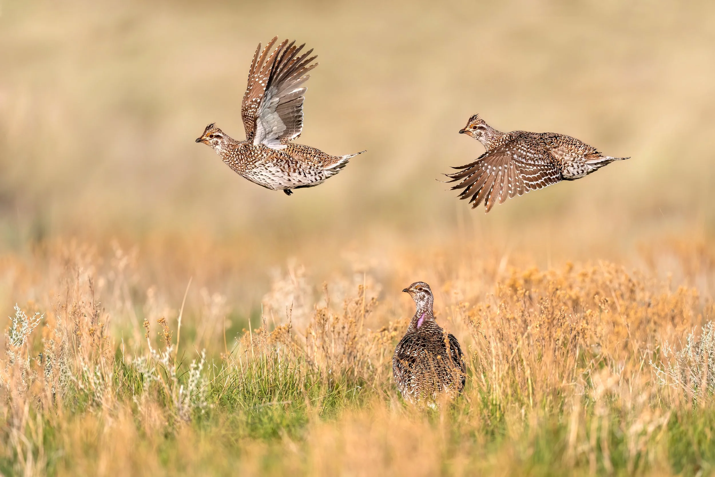 Sharp-tailed Grouse