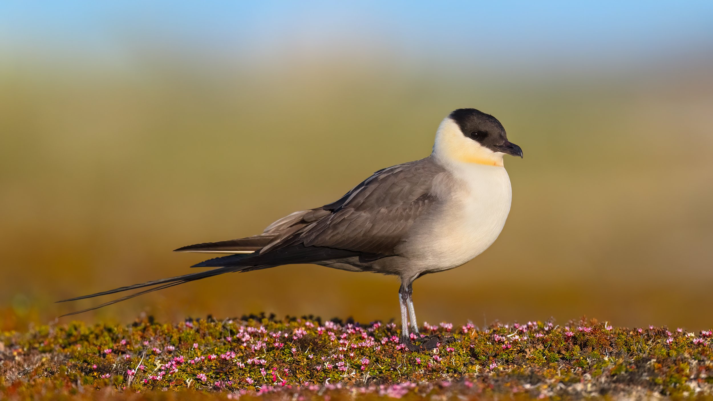 Long-tailed Jaeger