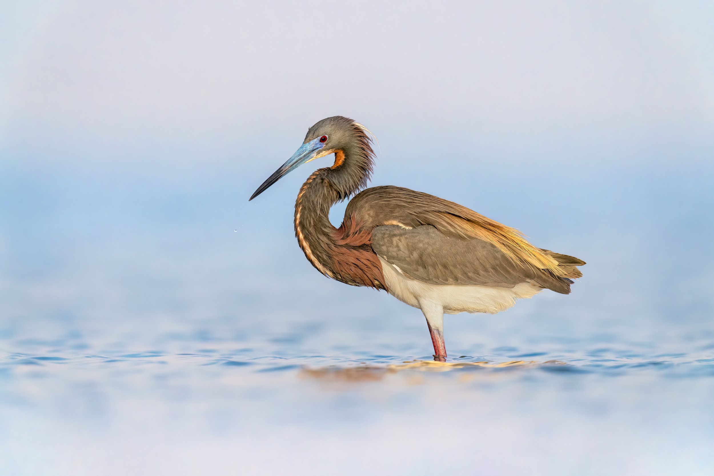 Tri-colored Heron