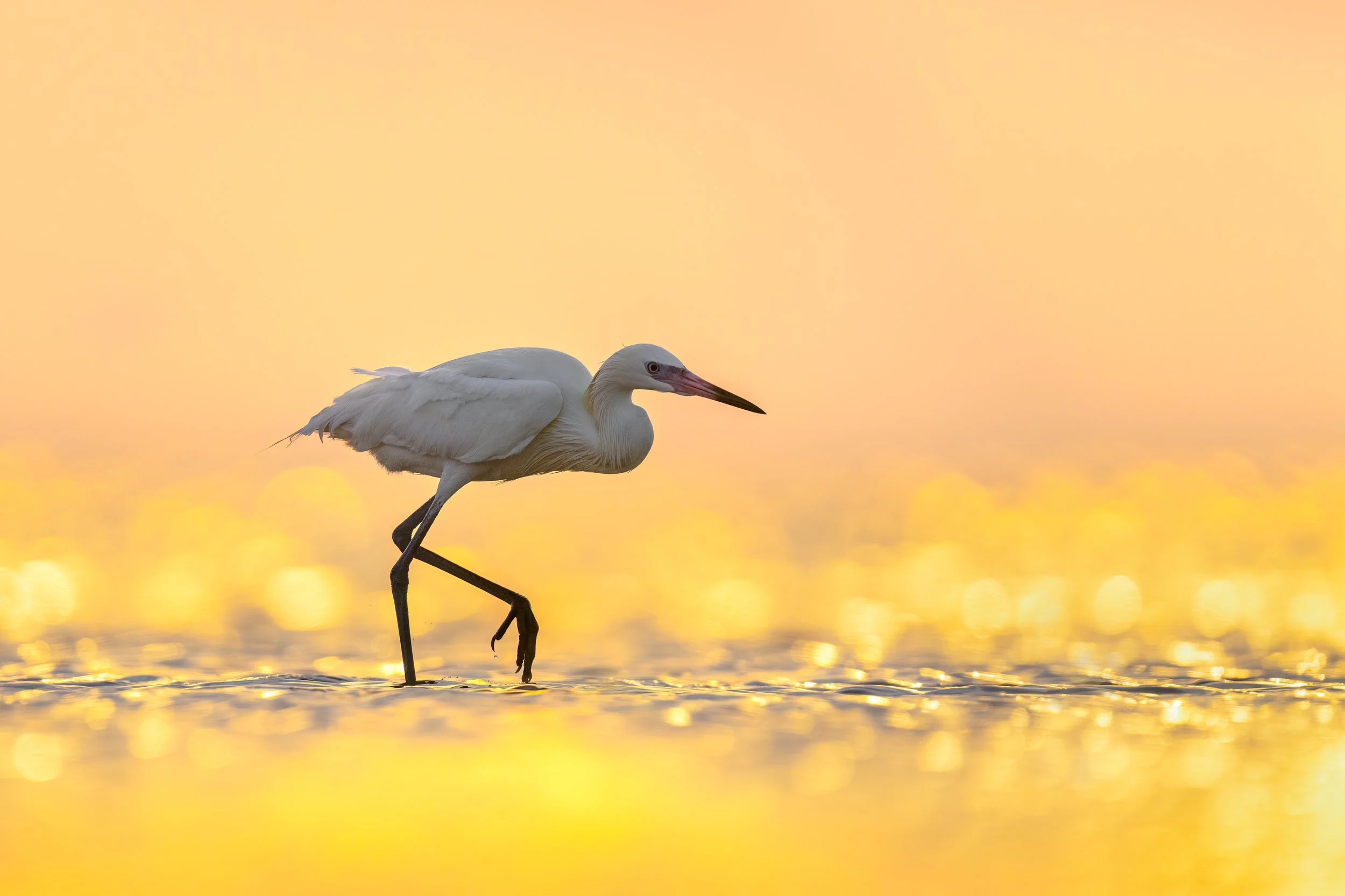 Reddish Egret