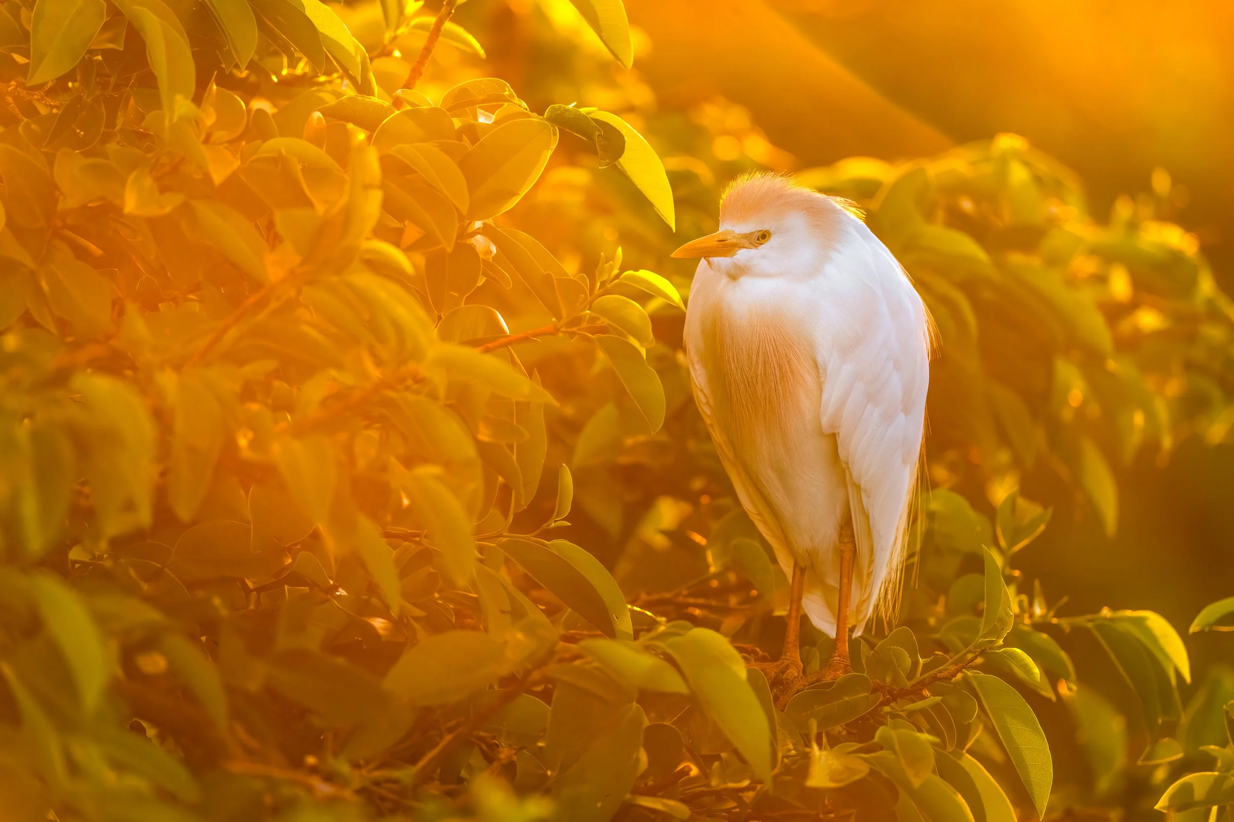 Cattle Egret