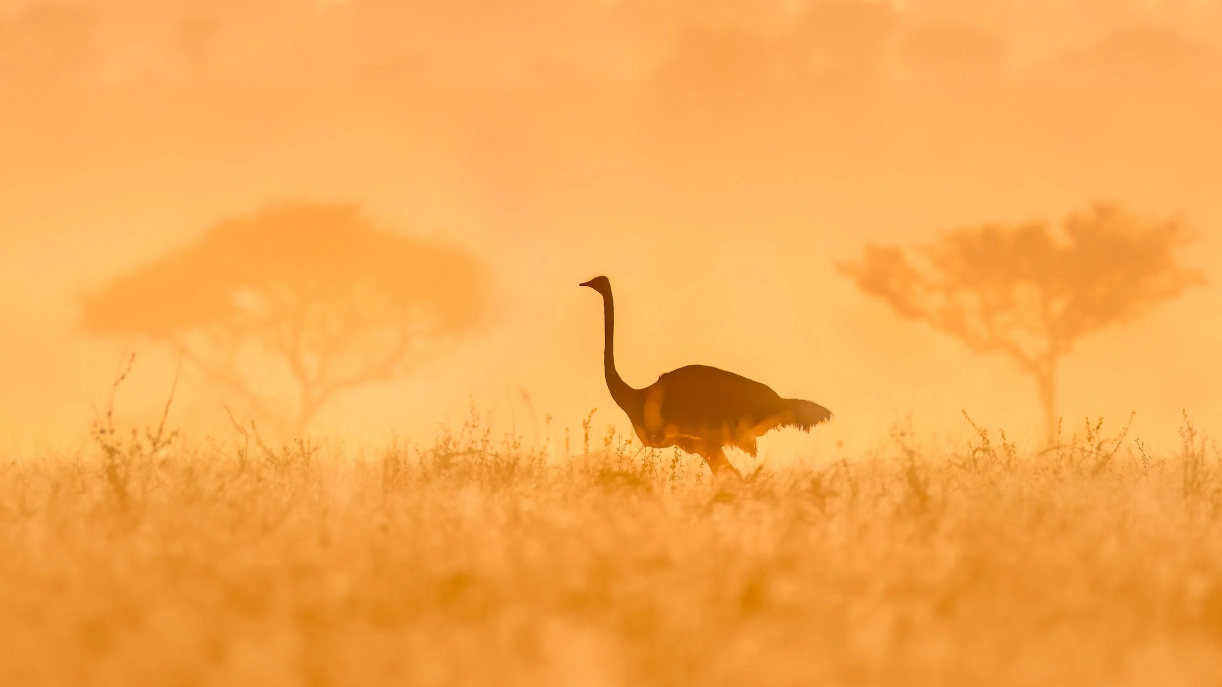 Common Ostrich