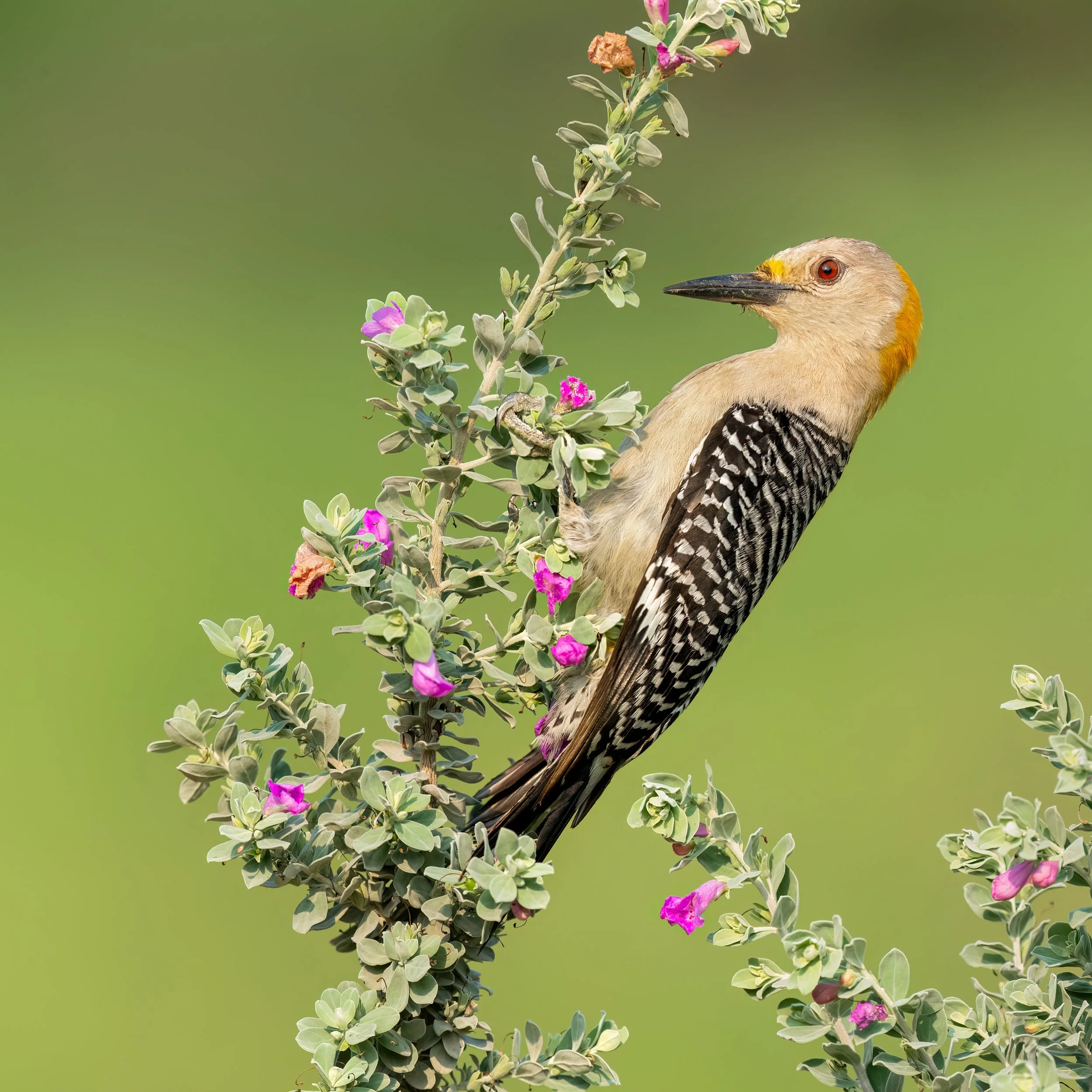 Golden-fronted Woodpecker