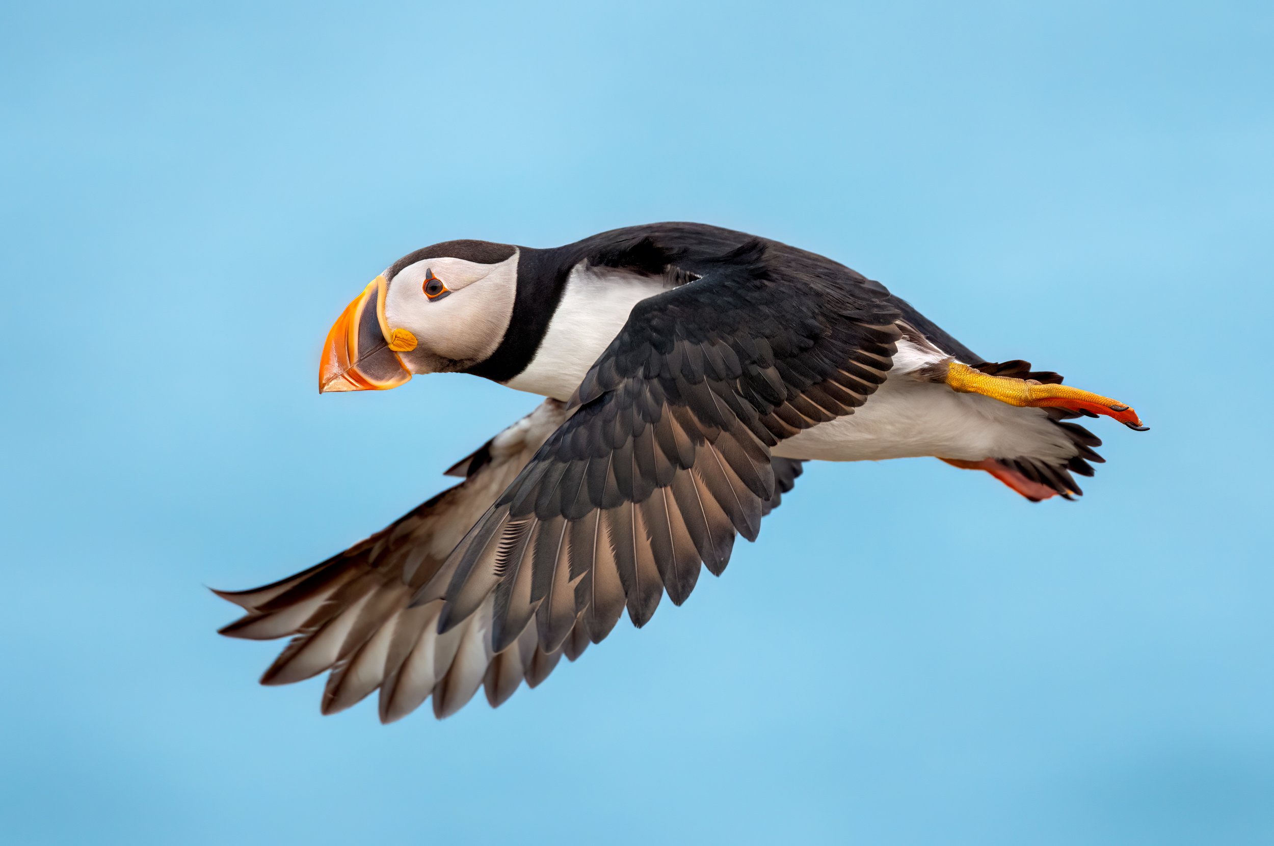 Atlantic Puffin