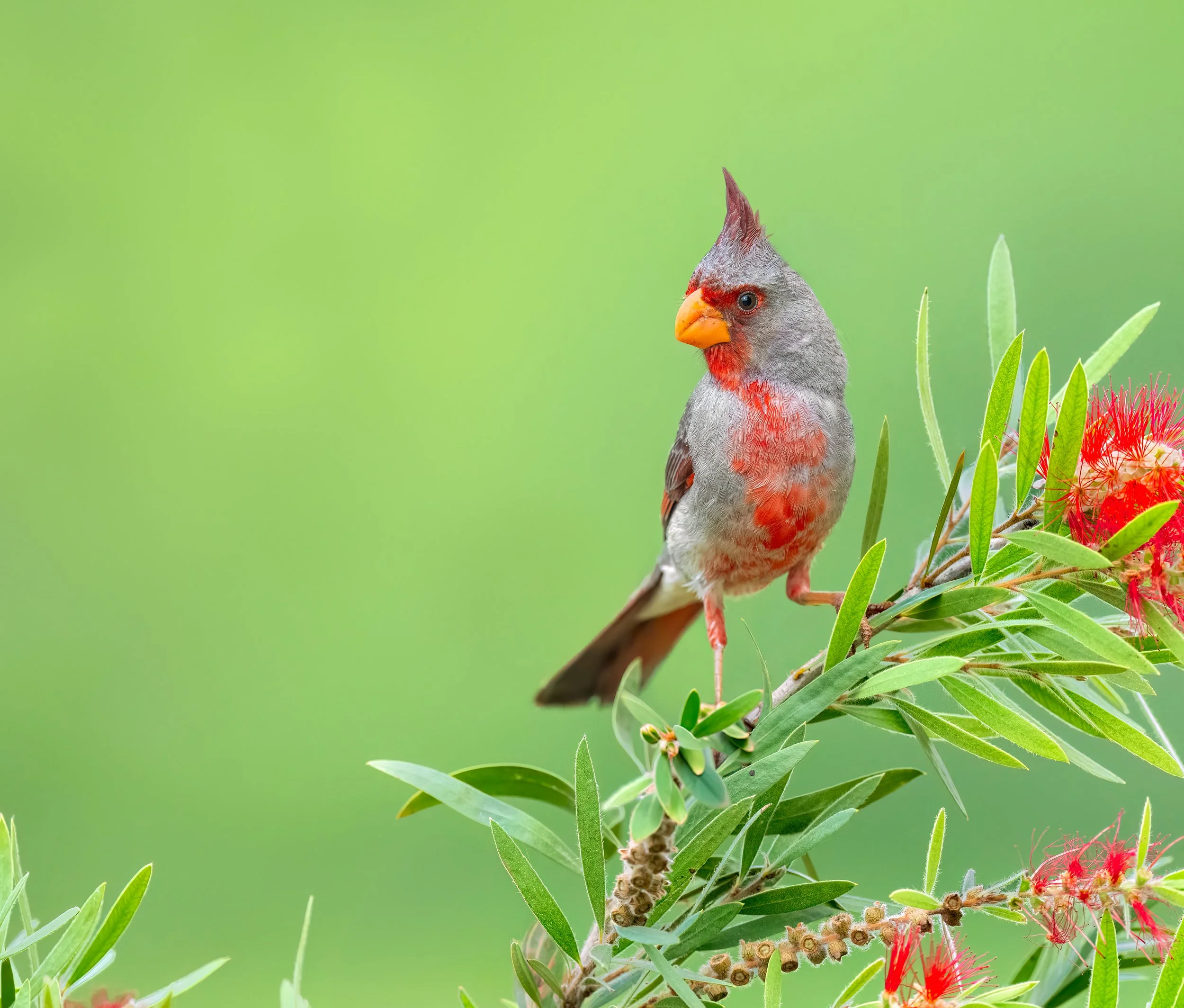 Pyrrhuloxia