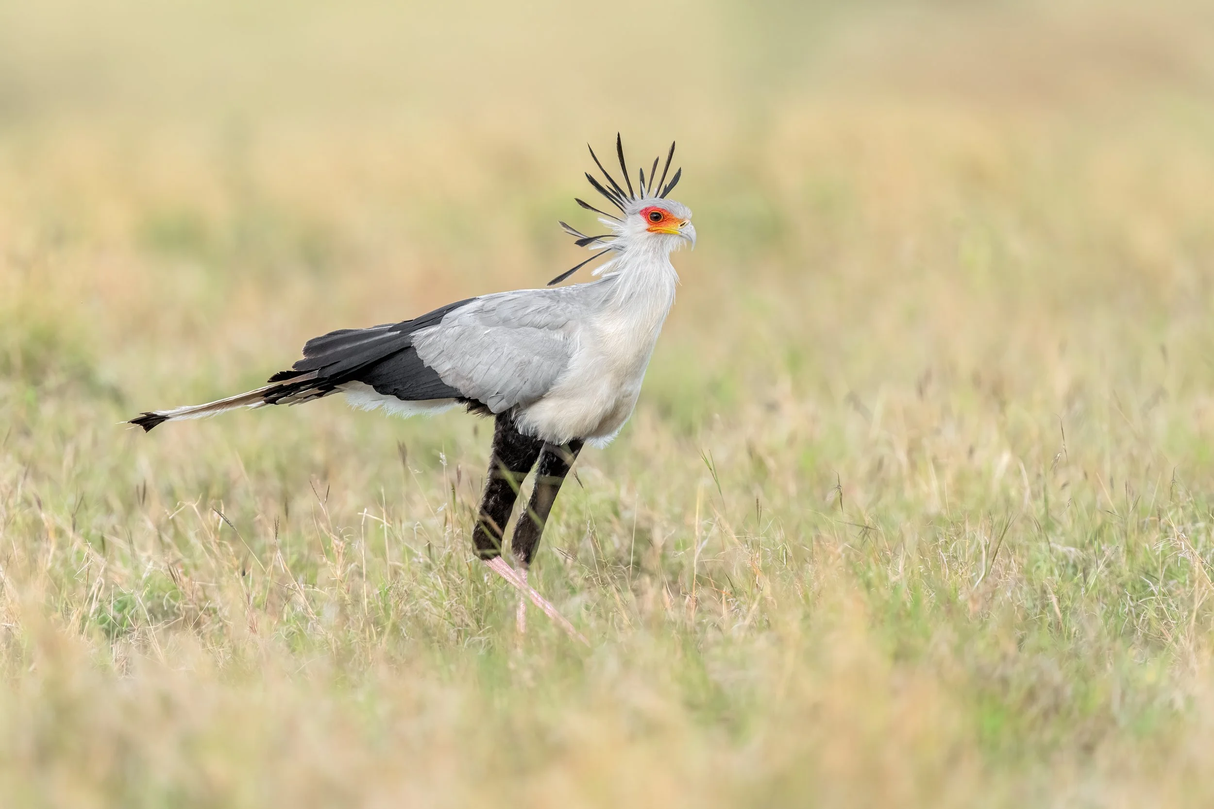 Secretarybird