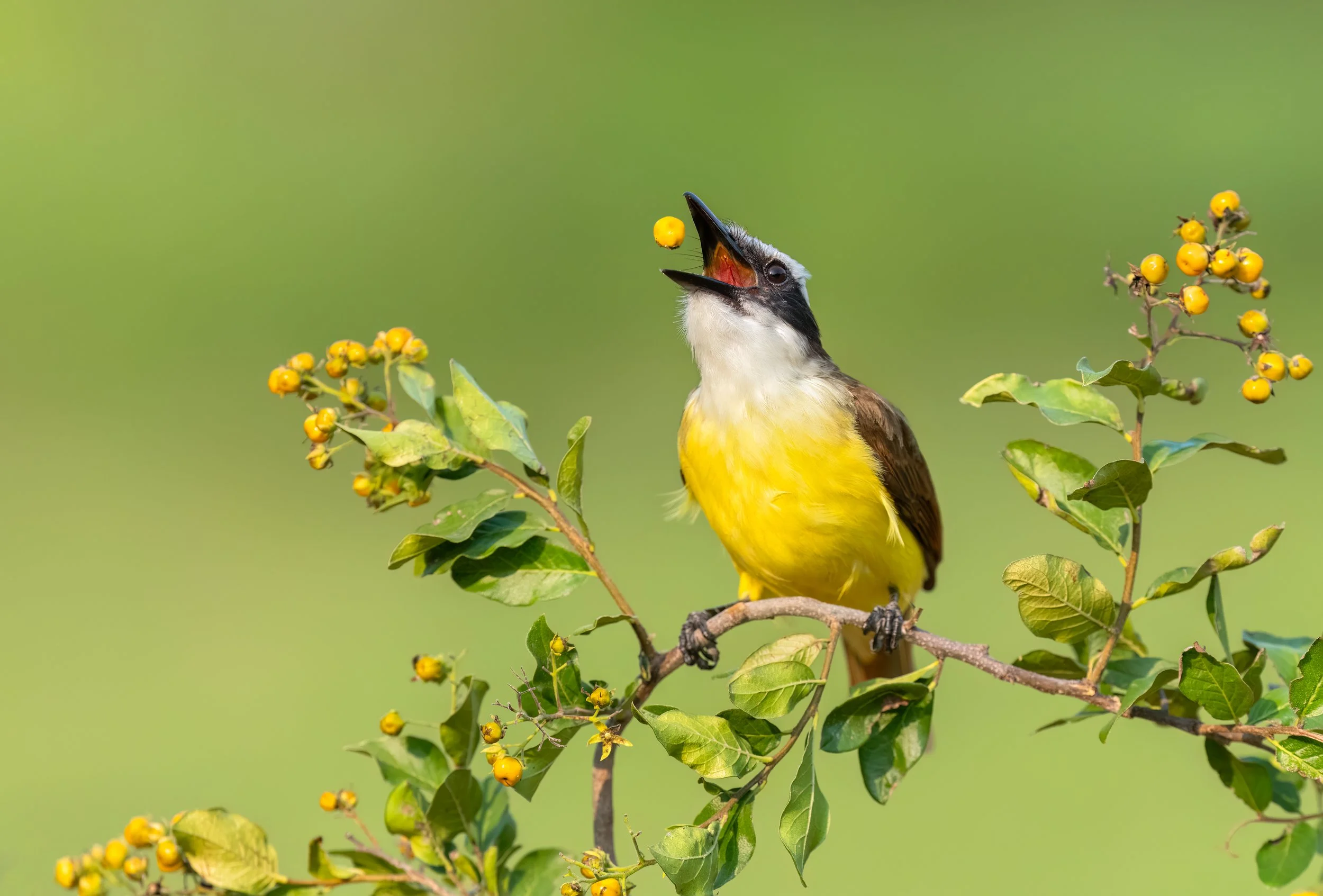 Great Kiskadee