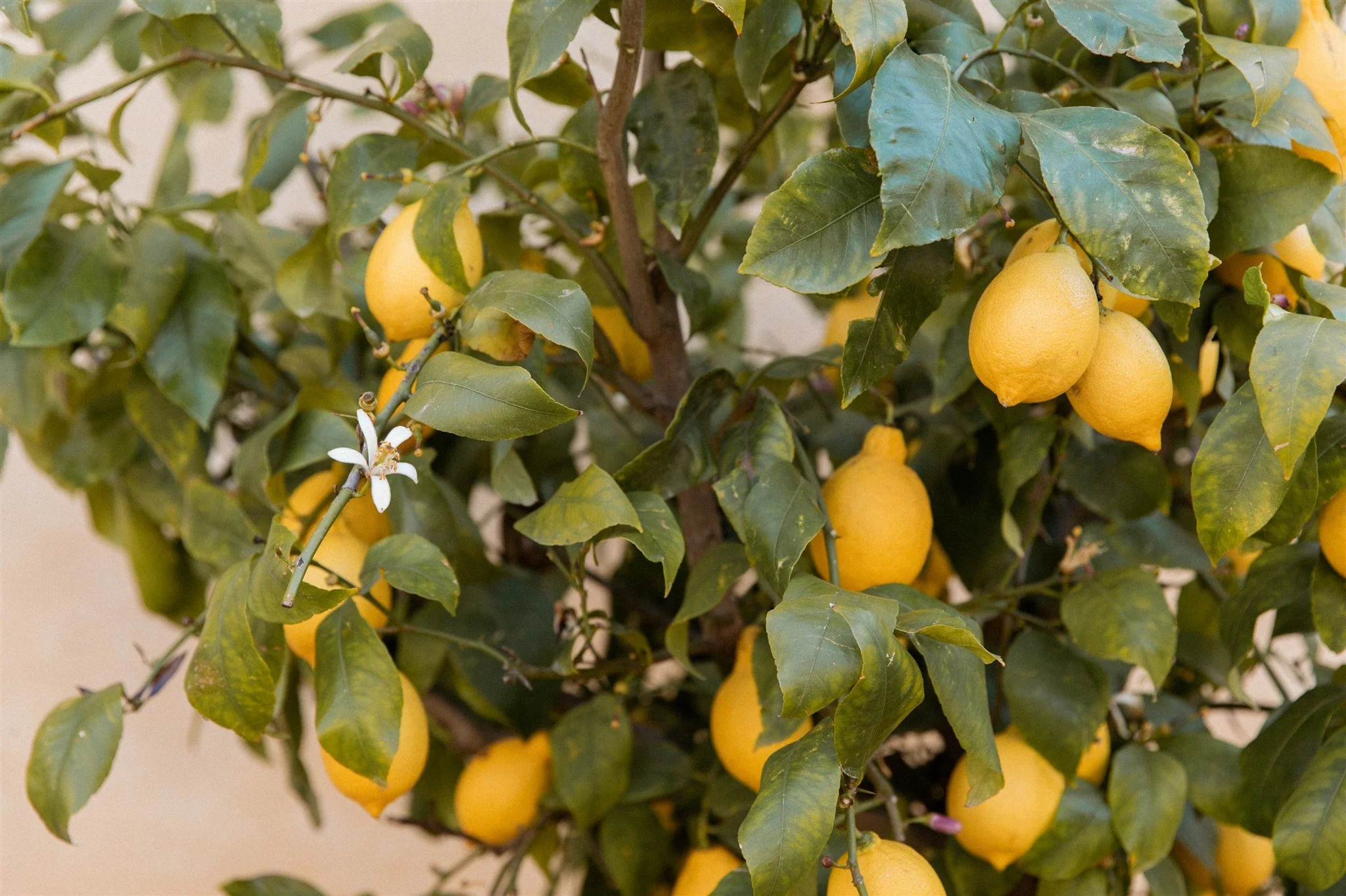 Alive Co. Luxurious Full Body Scrub & Oil Massage Rediscover Radiant Beauty — Alive Co Brisbane