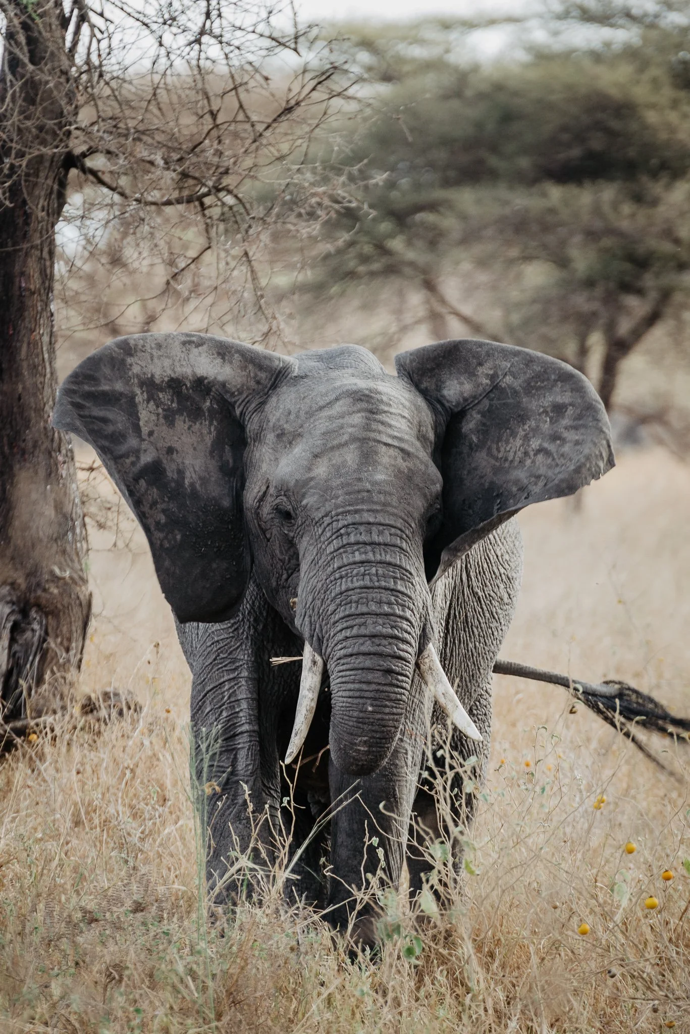 Essential Tanzania
