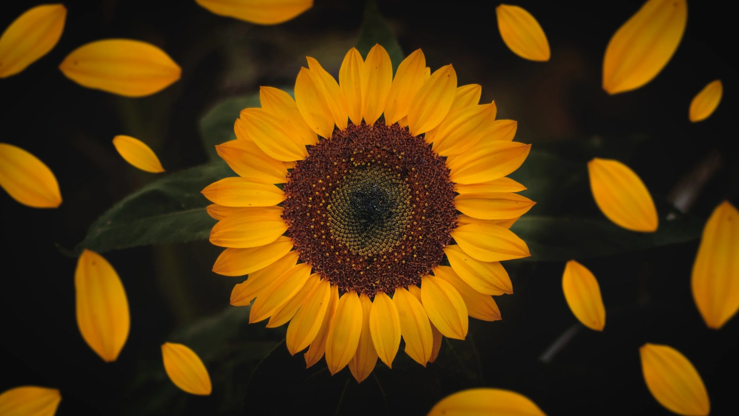 A vibrant sunflower with bright yellow petals and a dark brown center, surrounded by yellow petal-shaped objects on a dark background.